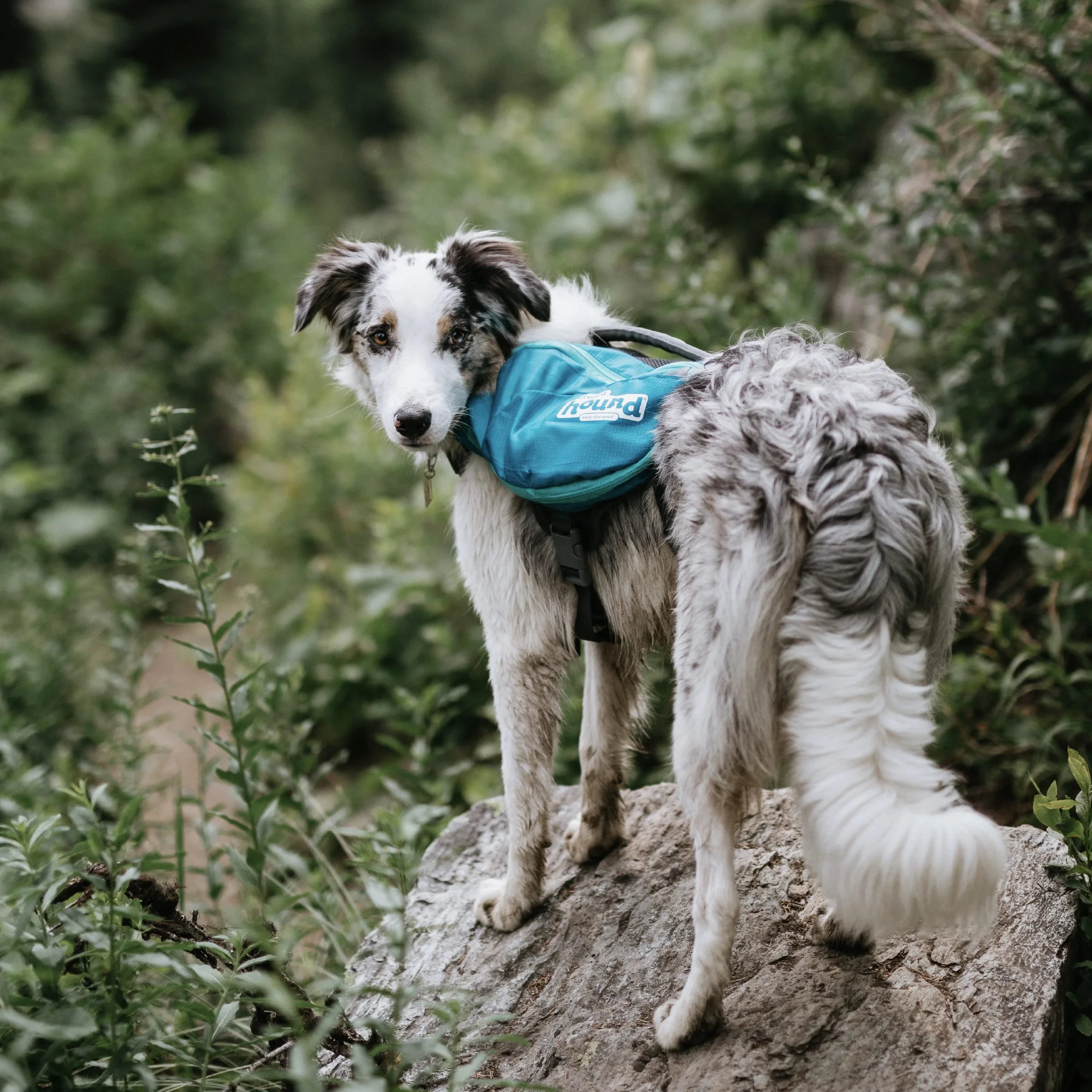 Outward Hound Daypak Sac à Dos pour Chien Grand Bleu
