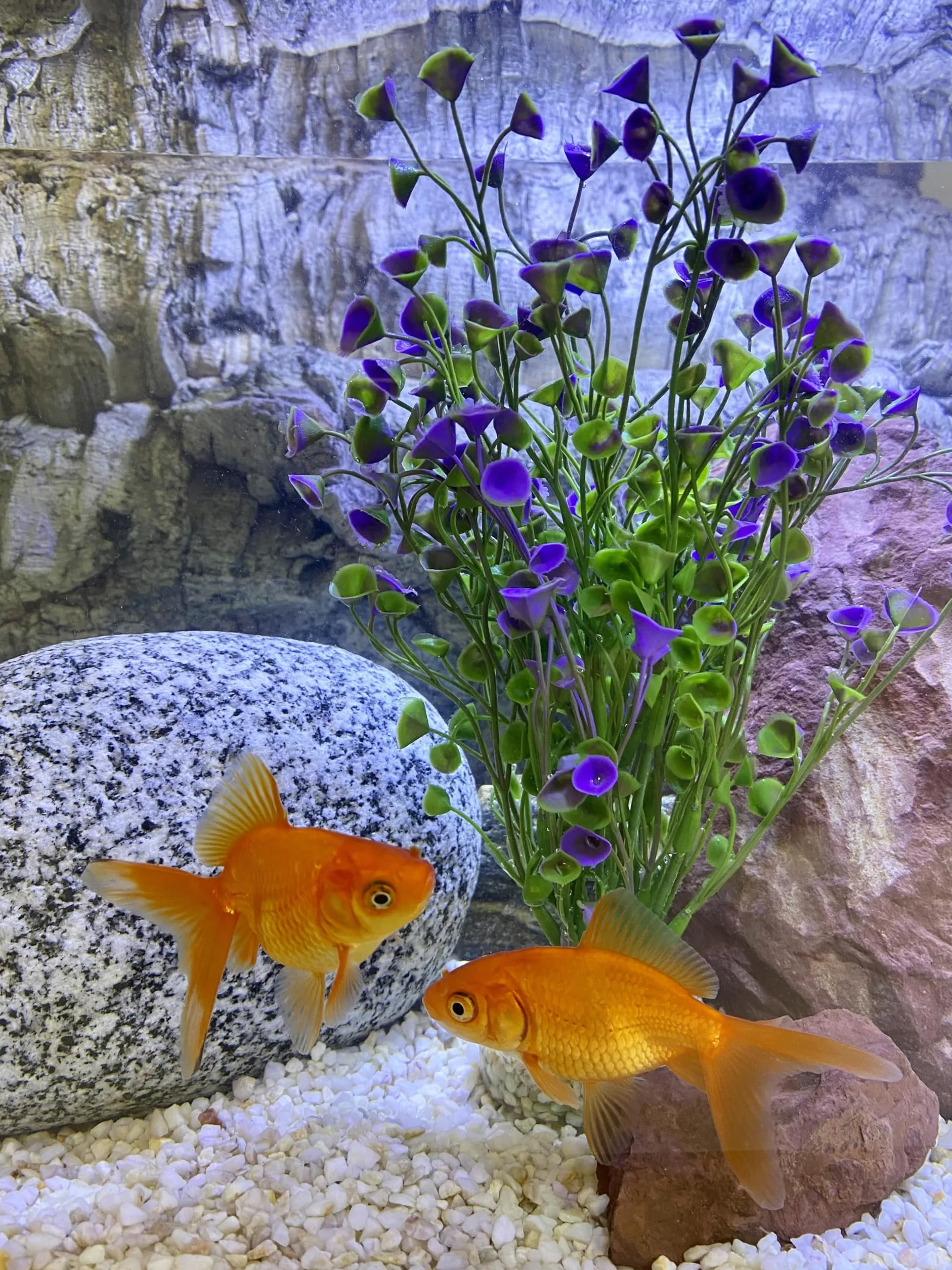 Tyrol Plante d'Aquarium Artificielle XL 22cm Décoration pour Aquarium Plante en Plastique sur Socle Fabriquée en France