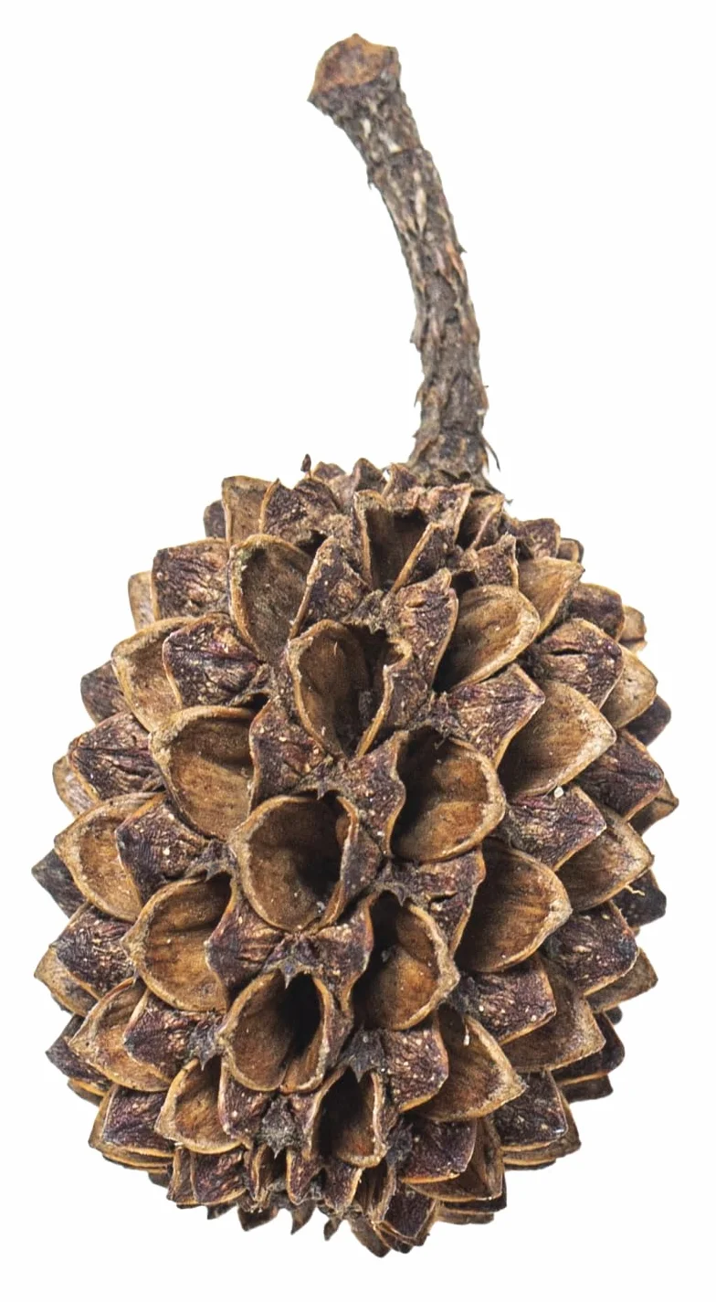 ARKA mySCAPE-Casuarina Cones 50 pièces Conditionneur d'eau Naturel Aquariums d'eau Douce Crevettes