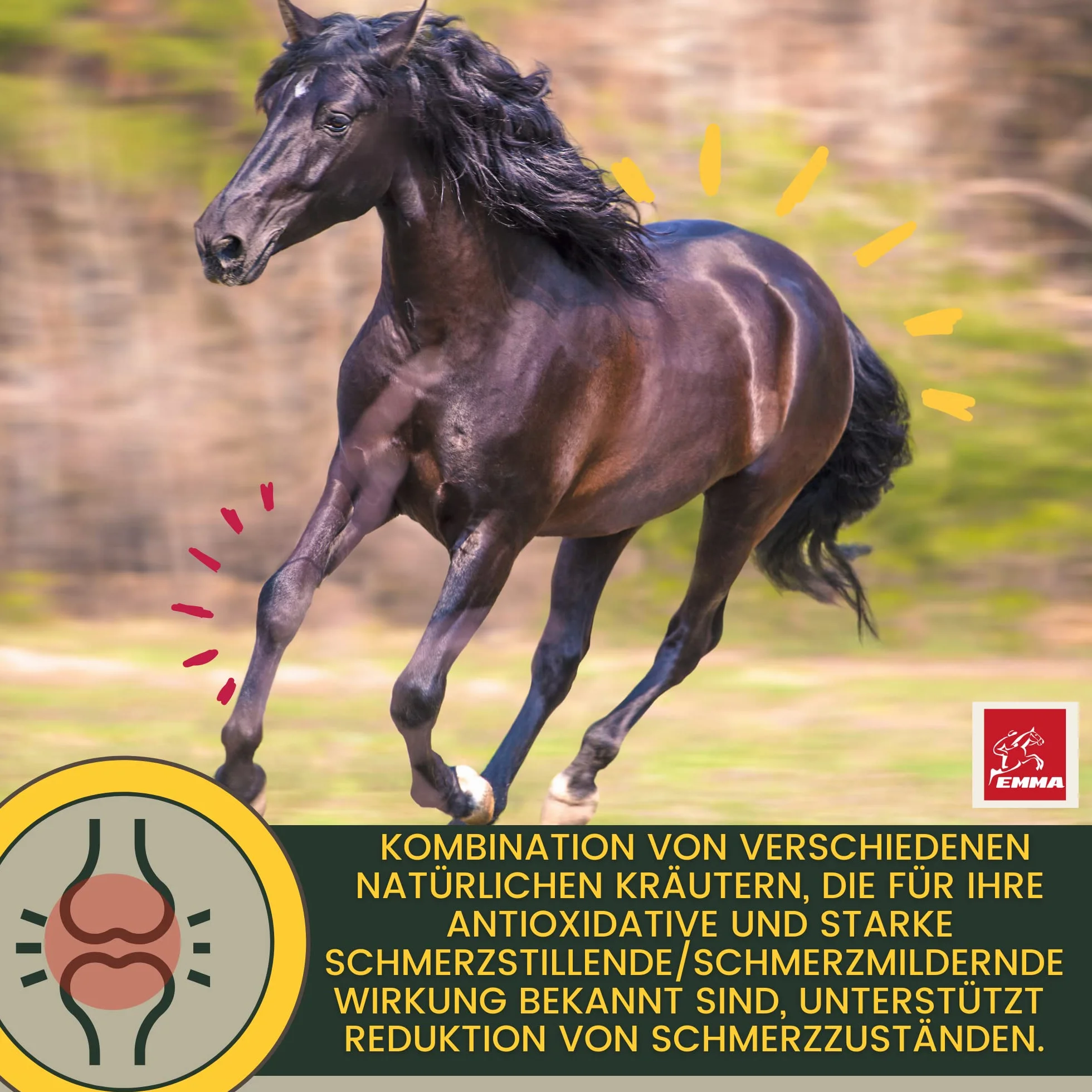 MSM Cheval Pâte vitaminée Plus glucosamine chondroïtine Haute Dose Vitamine C levure de bière Appareil locomoteur articulations 3pc