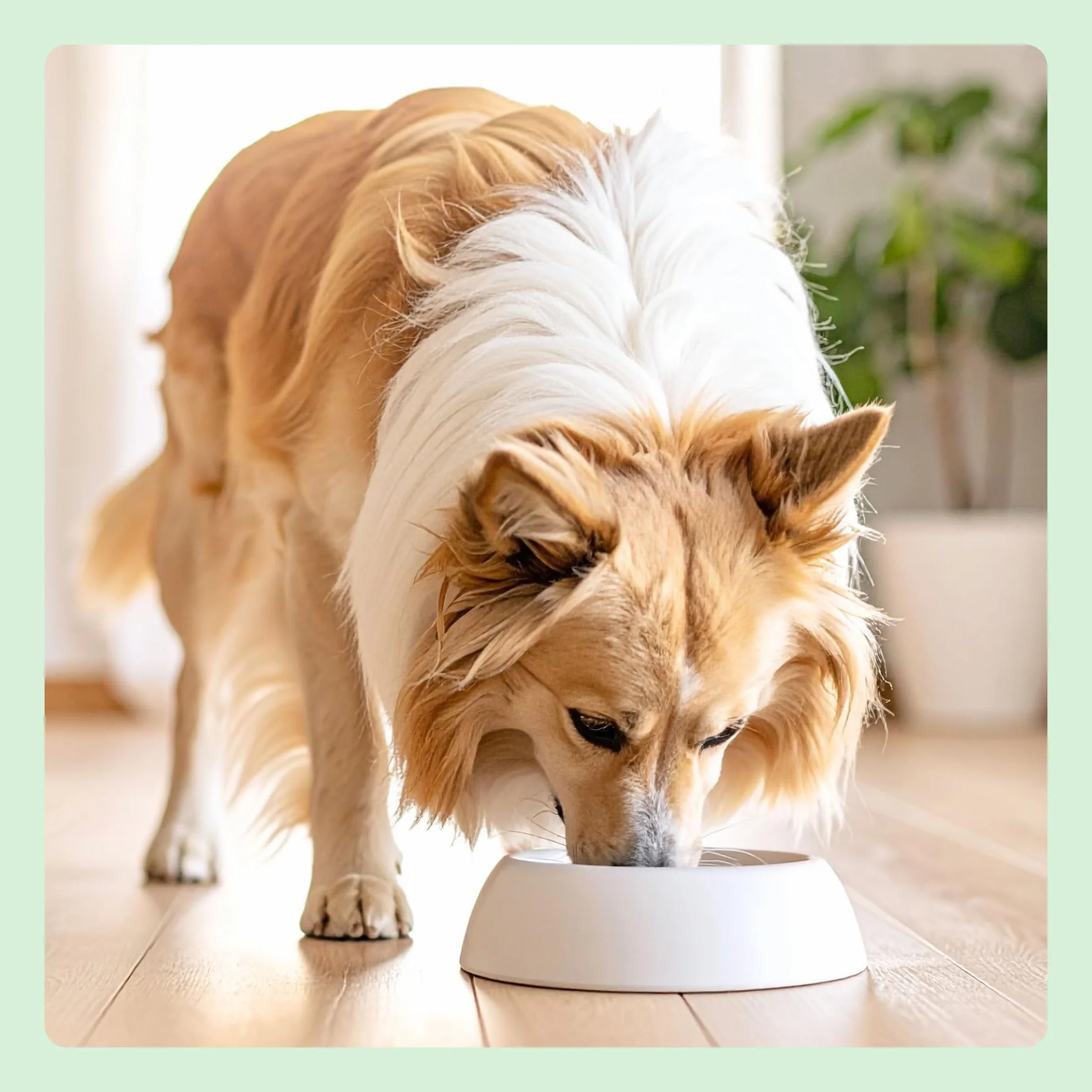 Amazon Complete Croquettes complètes pour chiens adultes, riche en poulet et riz, 5 kg
