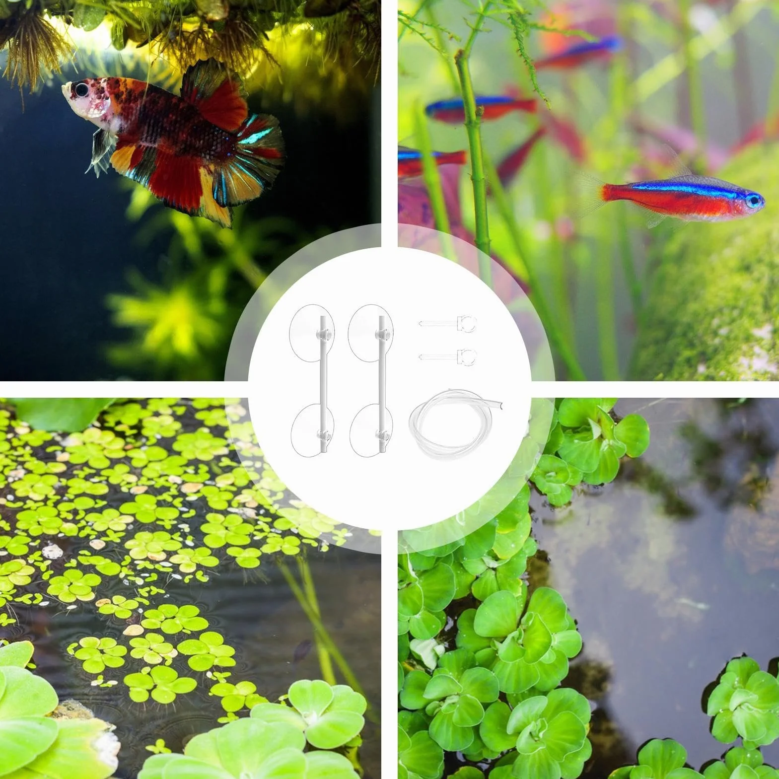 Anneau flottant pour plantes d'aquarium - Accessoire de protection et alimentation