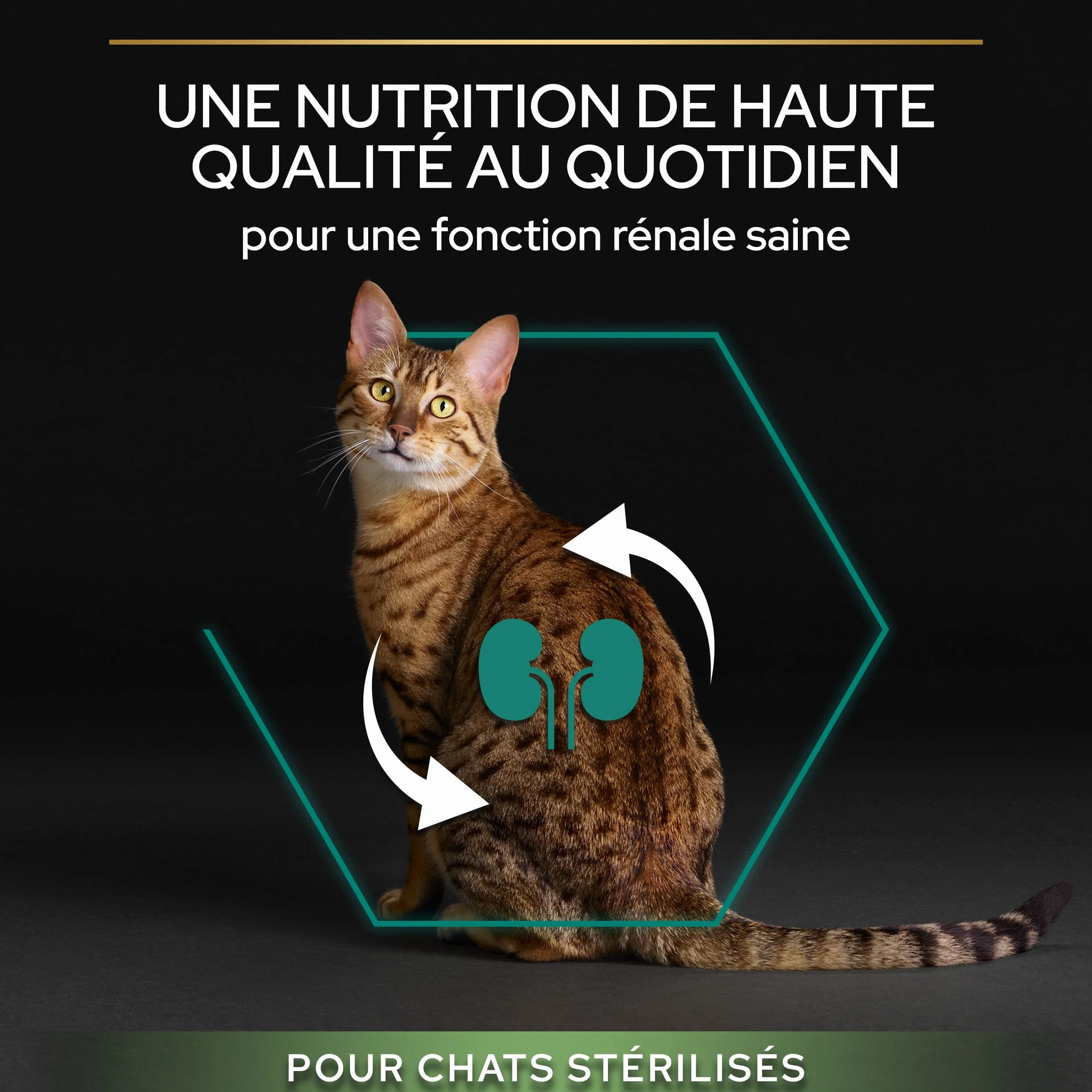 PURINA PRO PLAN | Renal Plus | Chat | Croquettes complètes pour Chat Adulte Stérilisé | Aide au maintien d'une fonction rénale saine et du système urinaire | au Saumon | Sac | 3Kg
