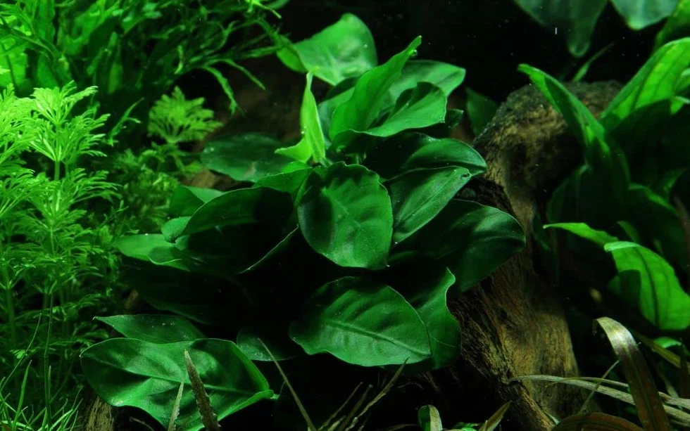 AquaOne Anubias barteri nana Plante d'aquarium rhizome enraciné Facile d'entretien