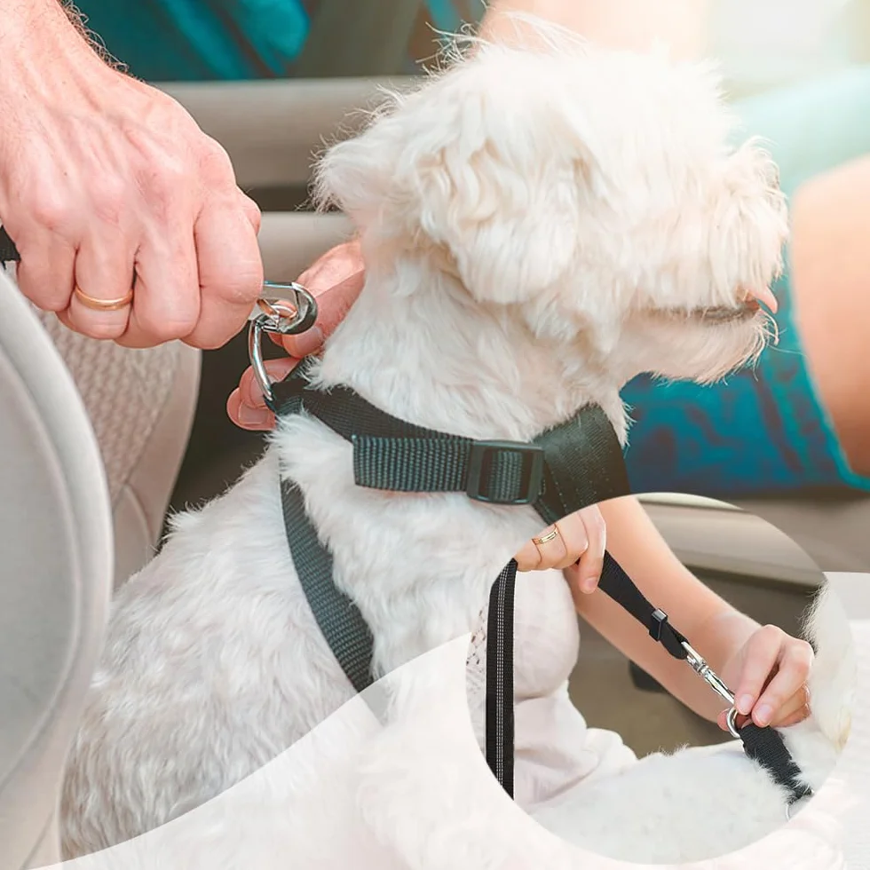 2 Pièces Ceinture Chien Voiture, Harnais Chien Universel Laisse pour Voiture avec Absorption de Chocs Clip de Harnais pour Animaux de Compagnie Accessoire pour Chats et Chiens (Noir, Vert)