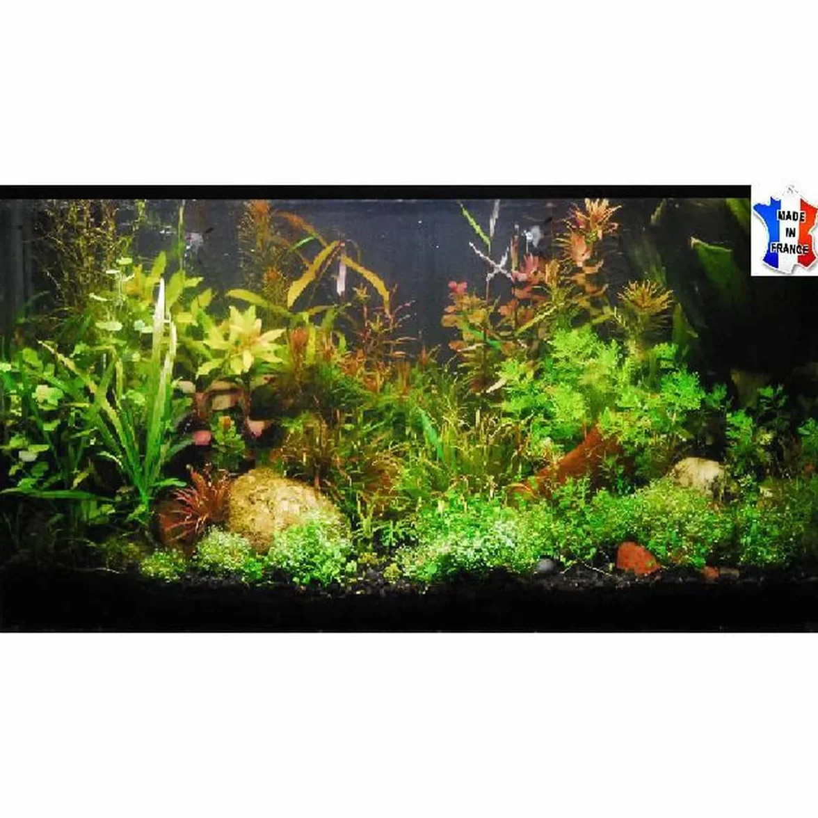 40 plantes vivantes aquarium 8 variétés racines tiges + 5 gratuites