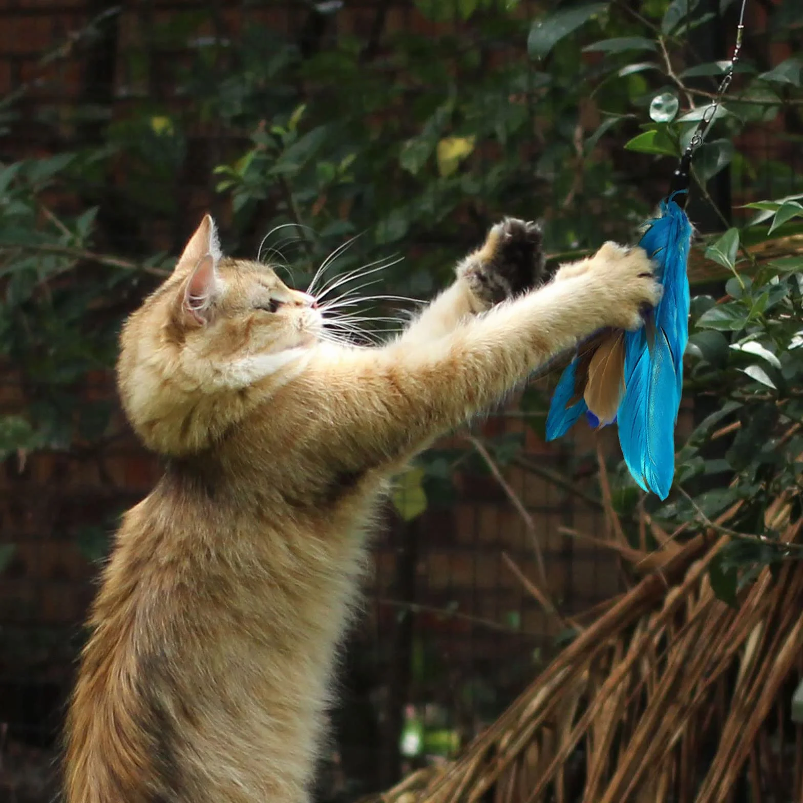 Jouet Chat Plume Canne à Pêche Interactive avec 8 Recharges pour Chats et Chatons 9 Pièces