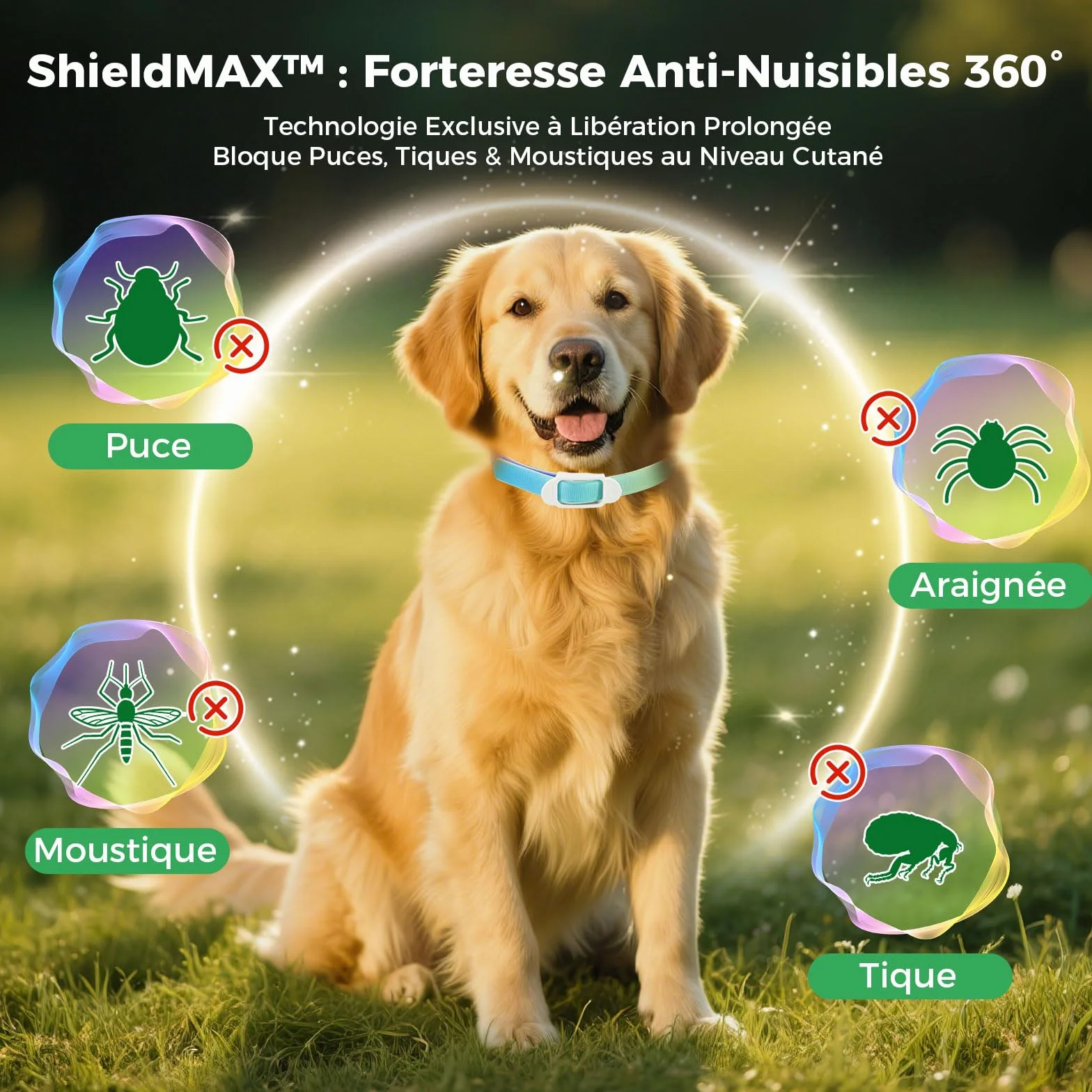 Collier Anti-Parasites pour Chien, Protection 8 Mois, Anti-Puces & Tiques, Réglable 69cm, Résistant à l'eau