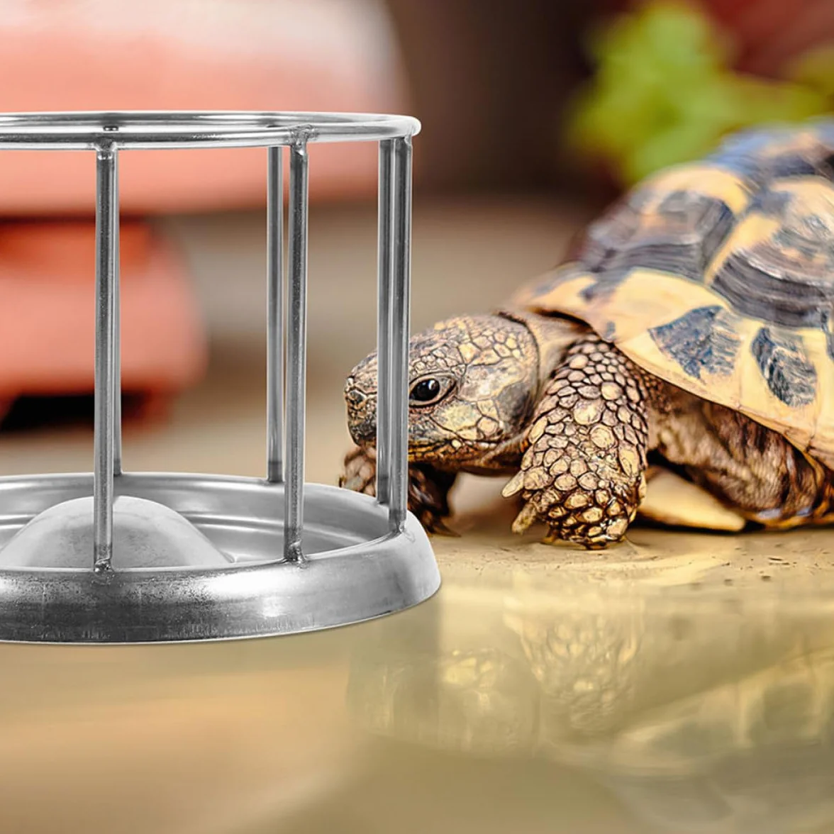 Artibetter Gamelle Acier Inoxydable Argenté Mangeoire Reptile Tortue Terrestre