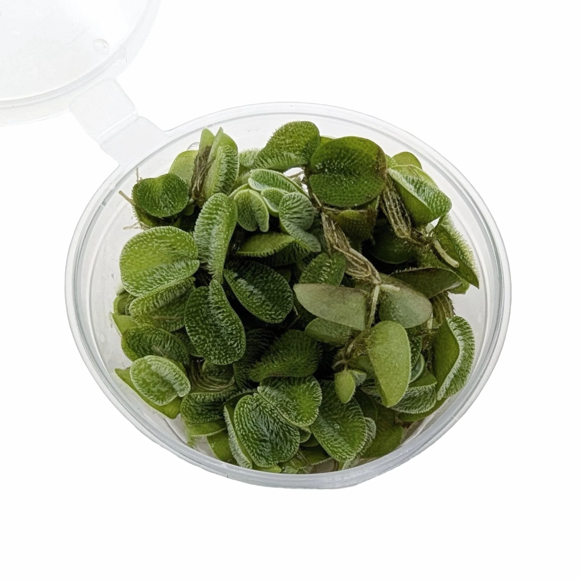 Salvinia auriculata natans 10 Live Plantes flottantes Aquarium