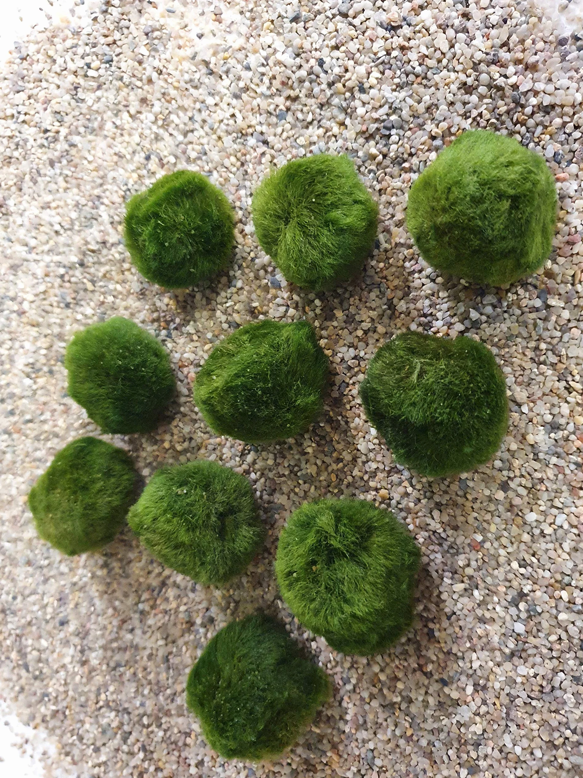 Aquatic Arts Marimo Mousse Boules 10 Pièces 3 cm Plantes Aquatiques