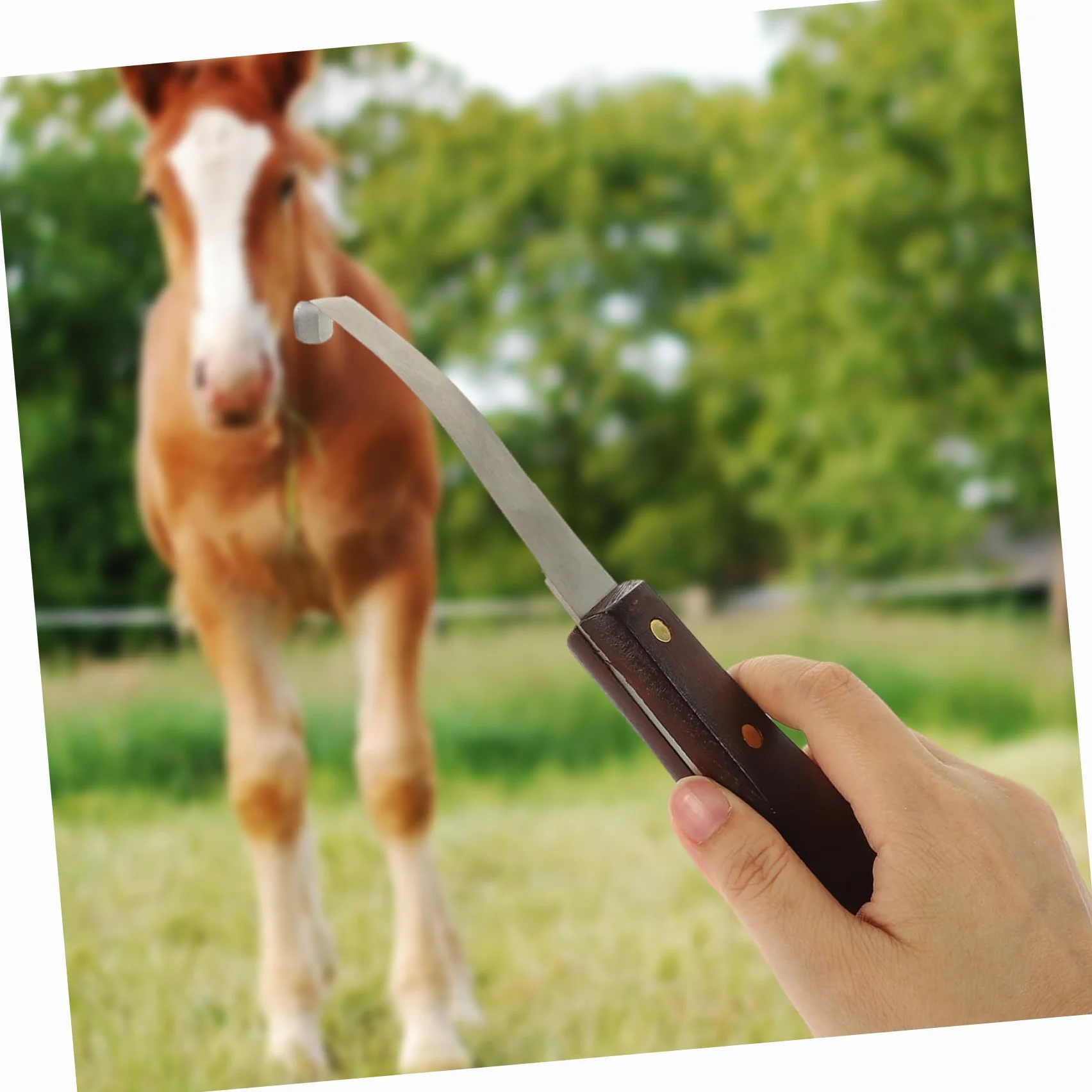 Couteau à Sabot Résistant la Rupture à Double Tranchant en Acier Inoxydable Poignée en Bois Ergonomique pour Usage Quotidien pour Soins des Sabots de Chevaux