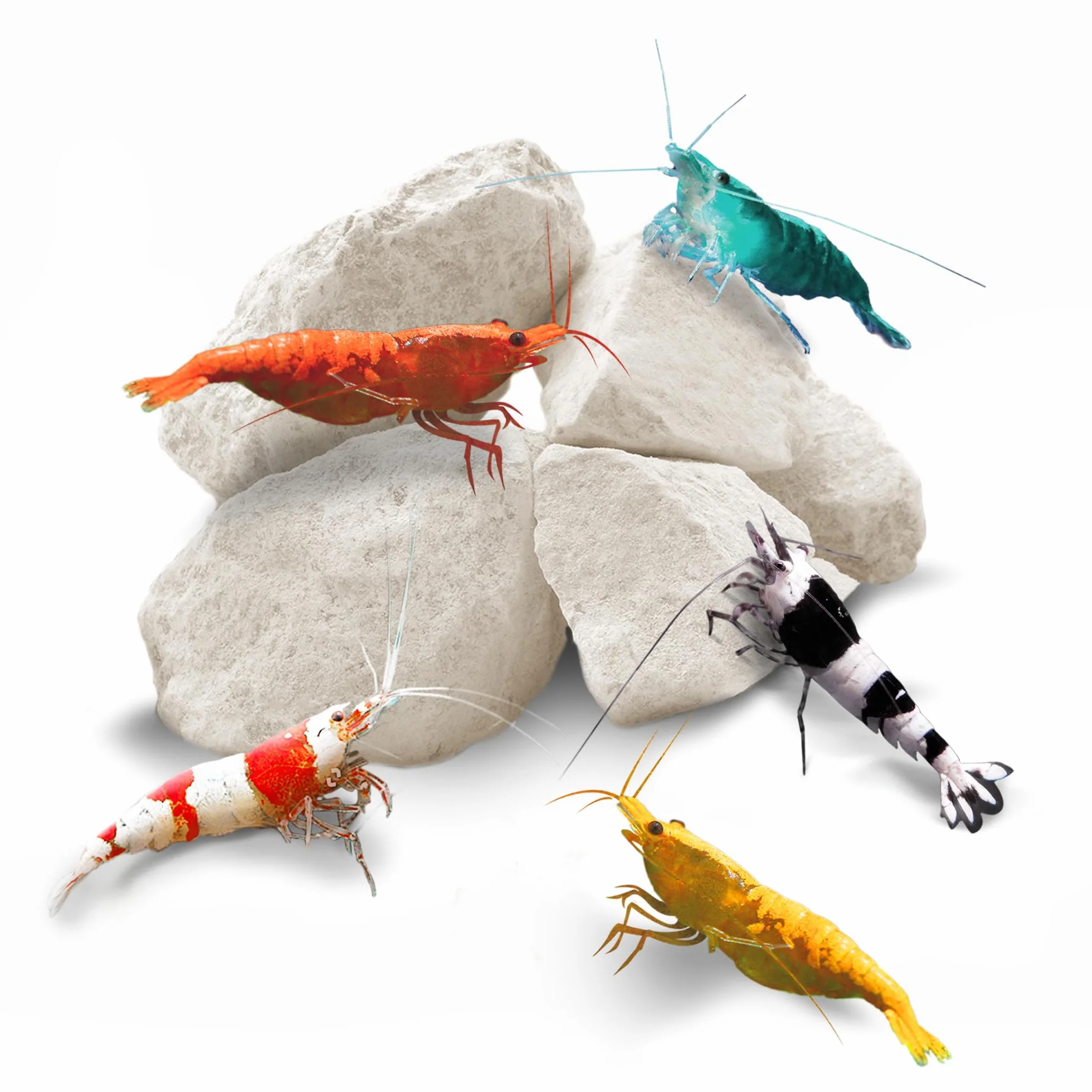 SunGrow Shrimp Rocks magnésium calcium couleur écrevisses escargots crevettes