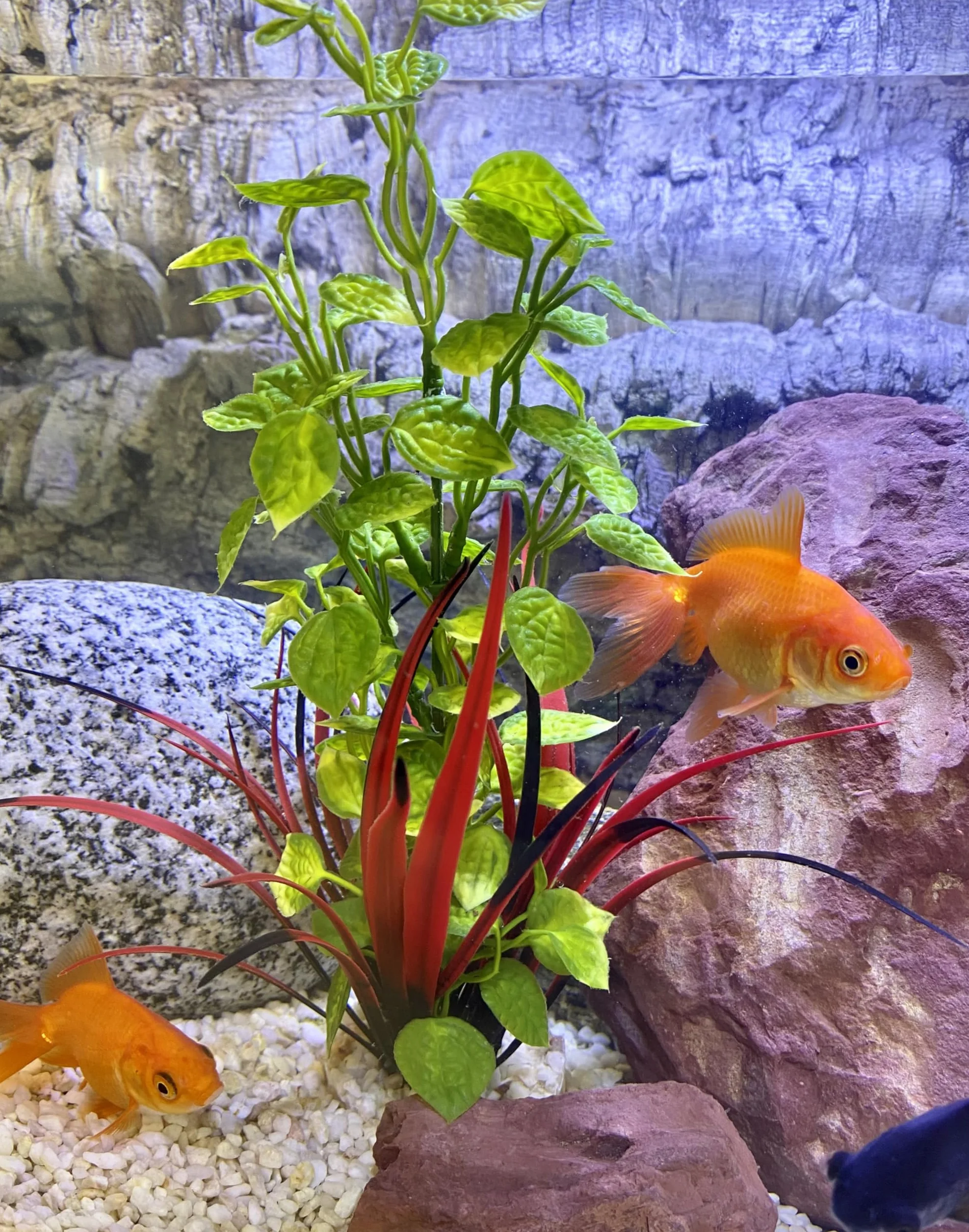 Plante d'Aquarium Artificielle Lotus Décoration Aquarium Plastique Socle Fabriquée en France