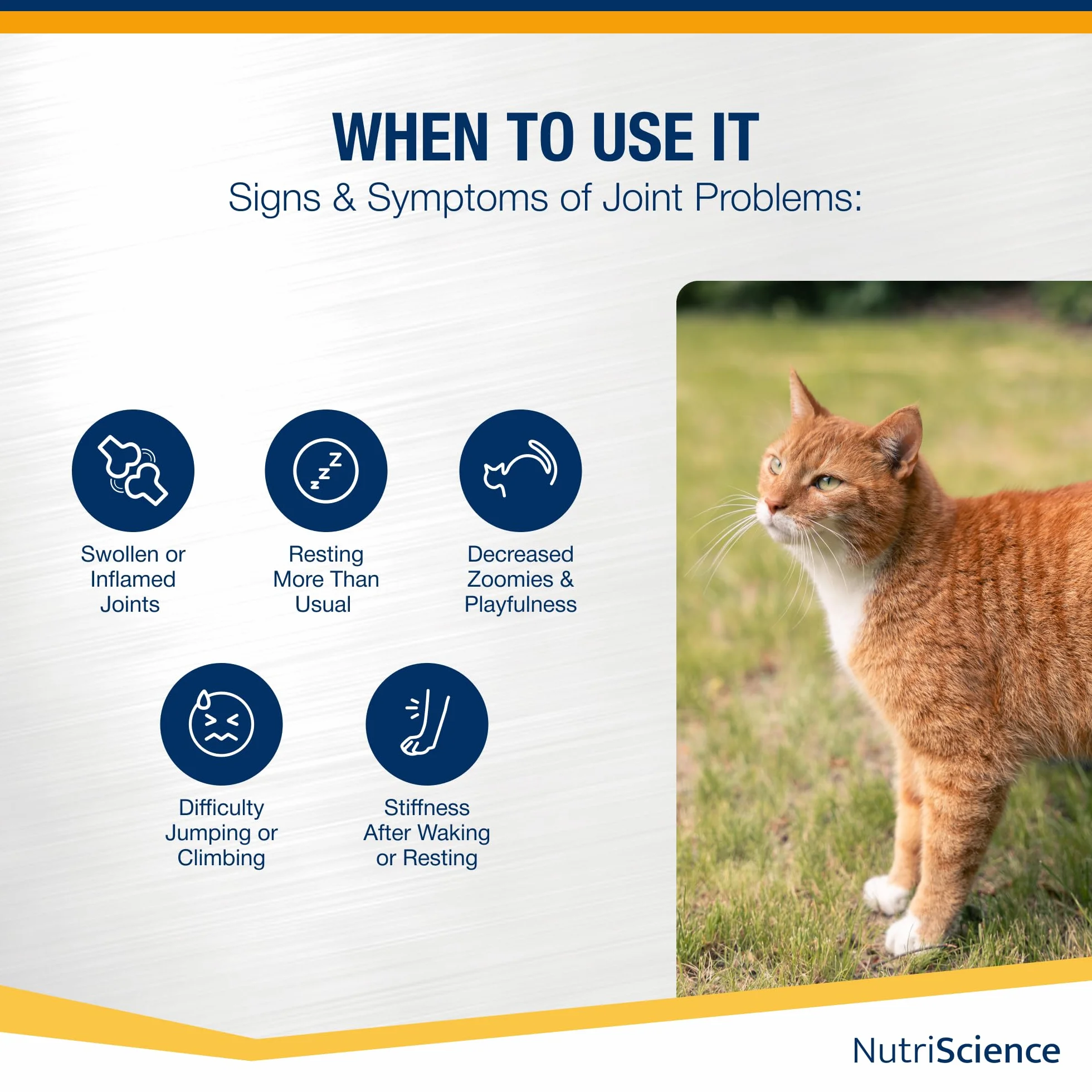 NutriScience ArthriAid Omega Cat Gel Saveur saumon complément articulations chats 50 ml glucosamine chondroïtine MSM oméga 3
