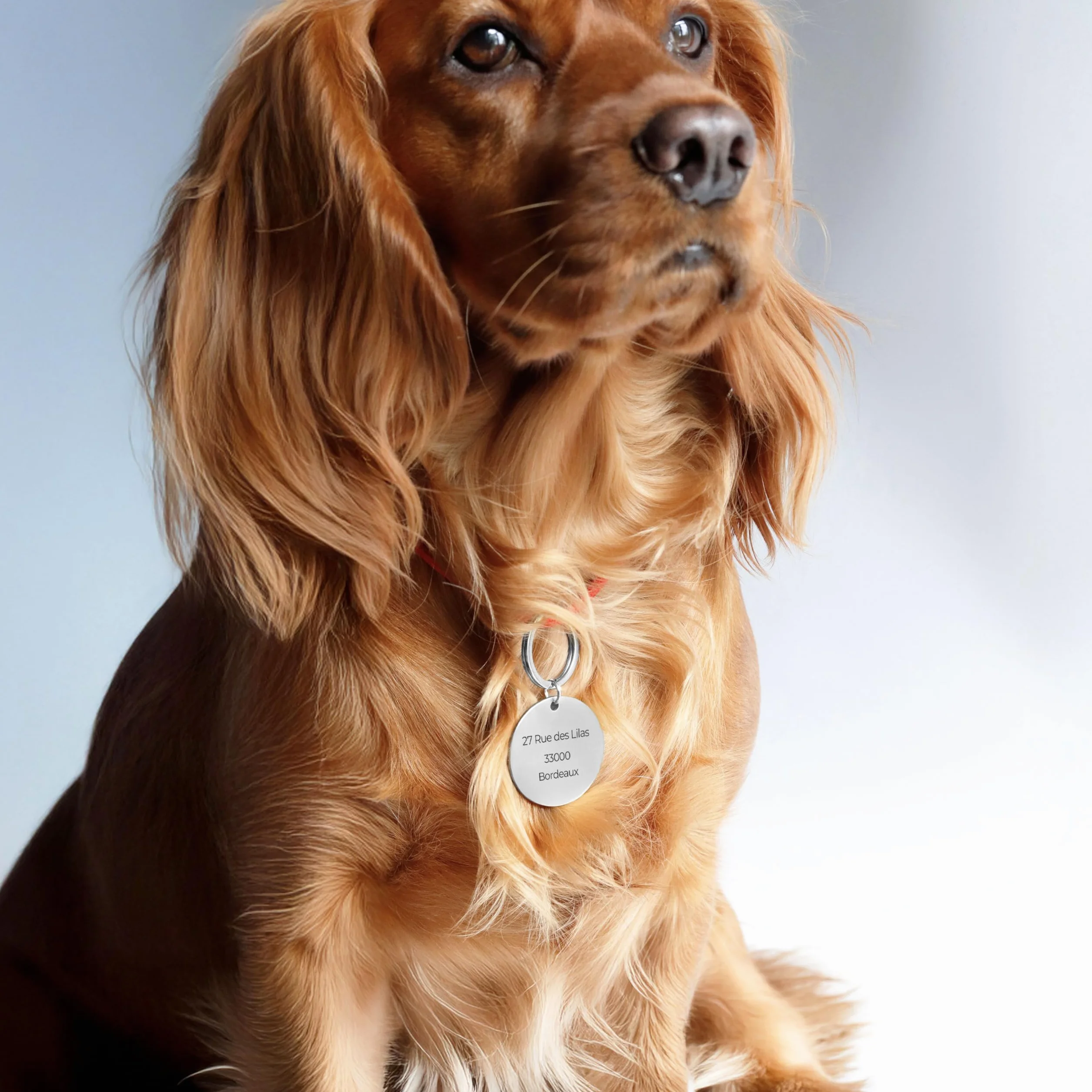 LAUBLUST Médaille pour chien personnalisée avec gravure pour collier - Tailles S, M, L | Cadeau personnalisé avec nom pour chiens et leurs maîtres - Accessoire pour chien | Boîte cadeau incl.