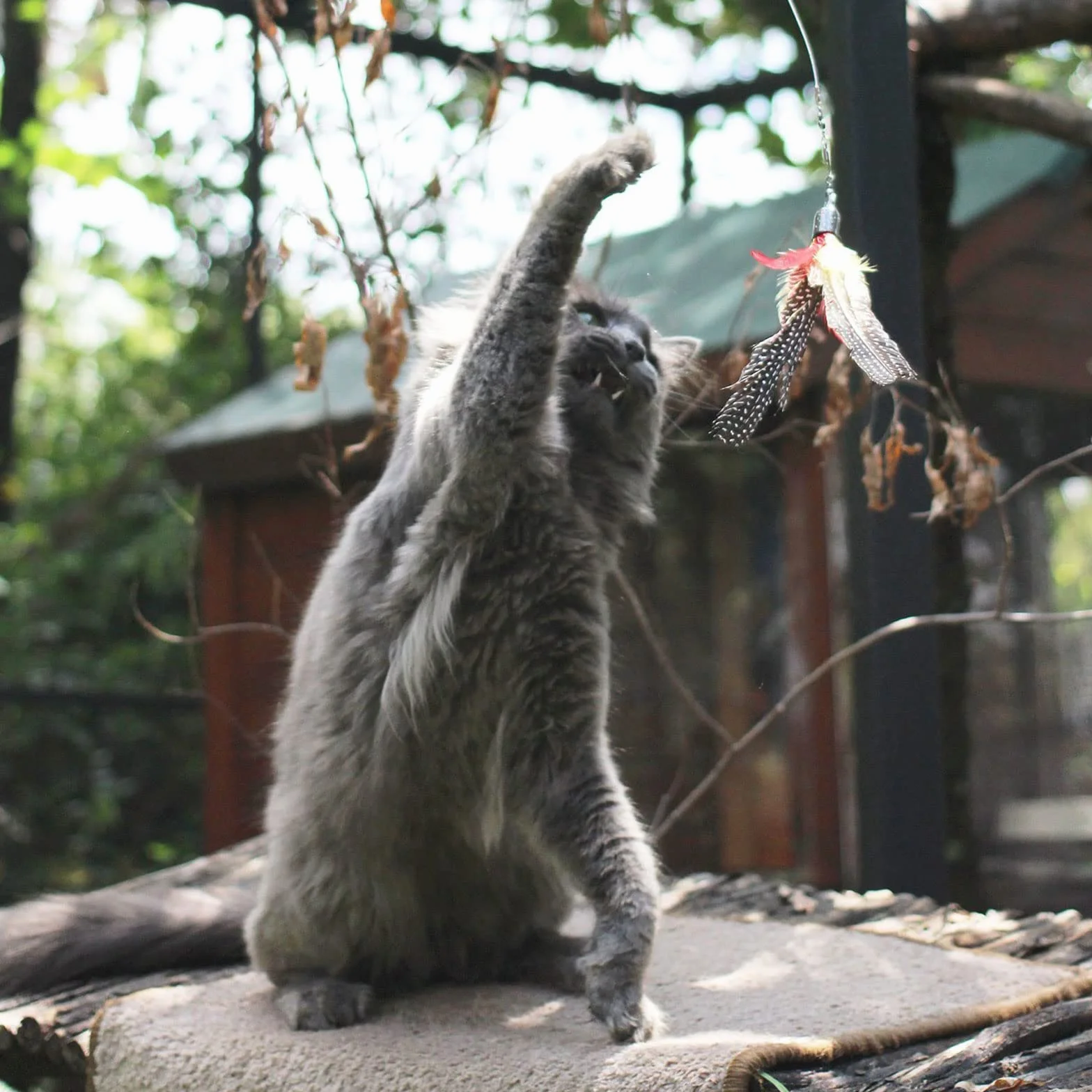 Jouet Chat Plume Canne à Pêche Interactive avec 8 Recharges pour Chats et Chatons 9 Pièces