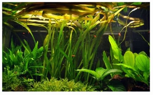 Vallisneria gigantea roślina akwariowa