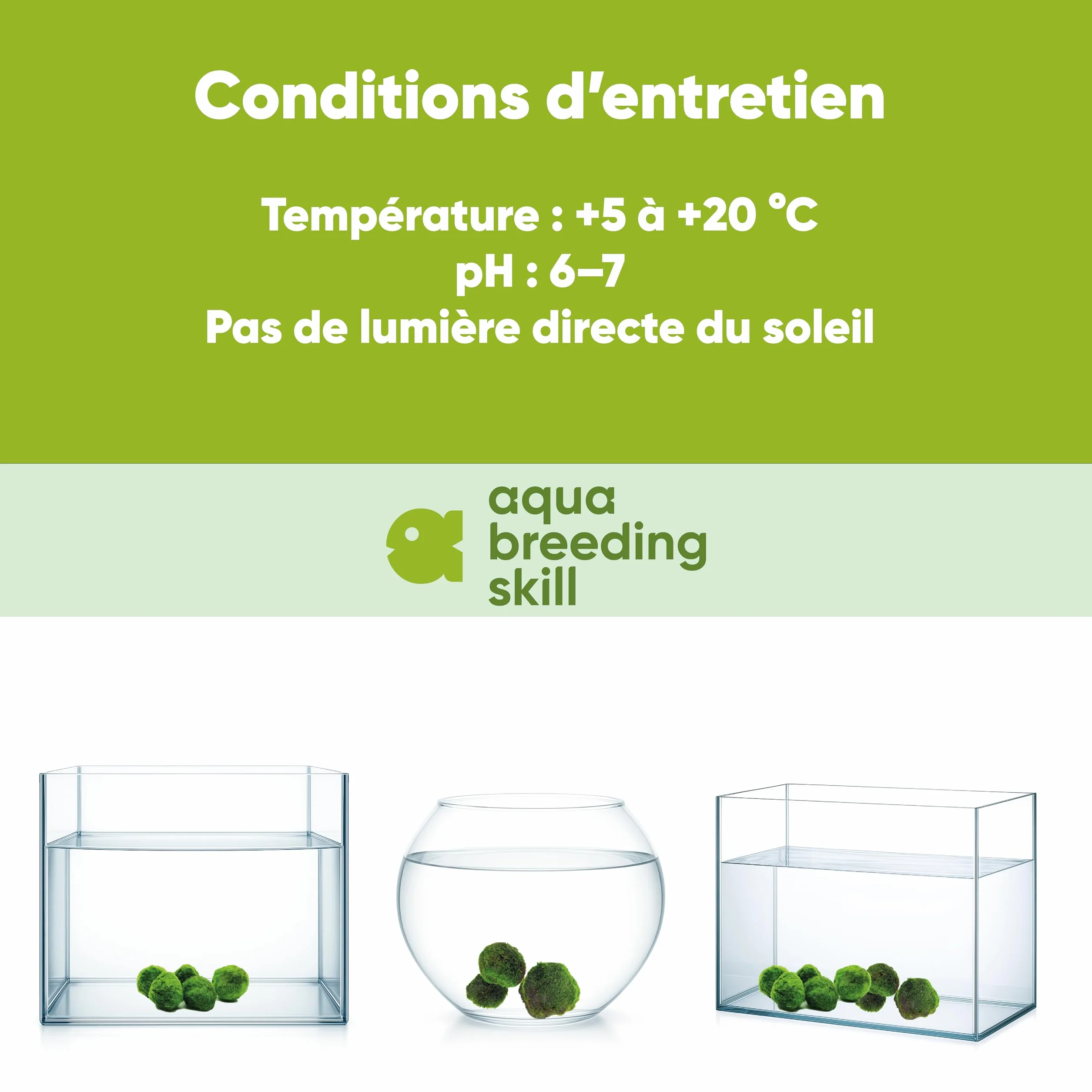 Marimo Moss Balls Lot de 7 – Plante Aquarium Vivante Naturelle – Filtre Biologique – Décoration Écologique – 3–4 cm – Nano Aquarium