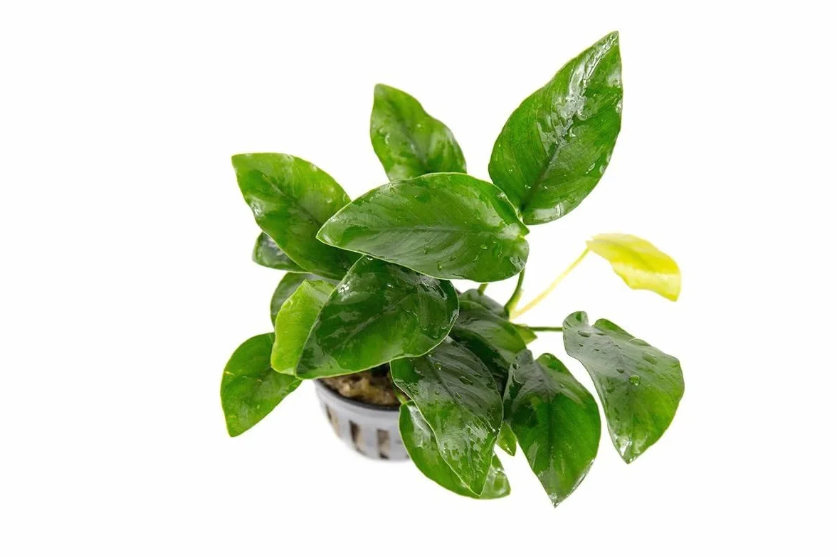 Set de 3 plantes d’aquarium vivante eau douce, plante décorative pour aquarium poissons crevettes – Nana