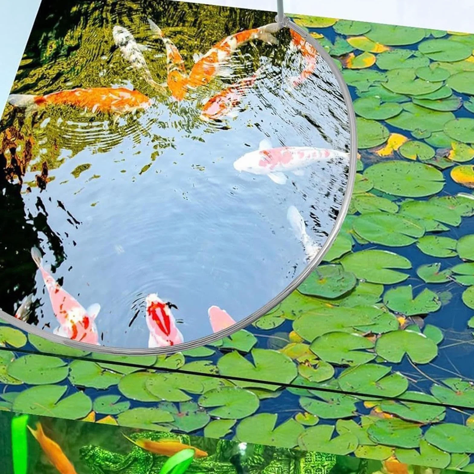 Anneau flottant pour plantes d'aquarium - Accessoire de protection et alimentation