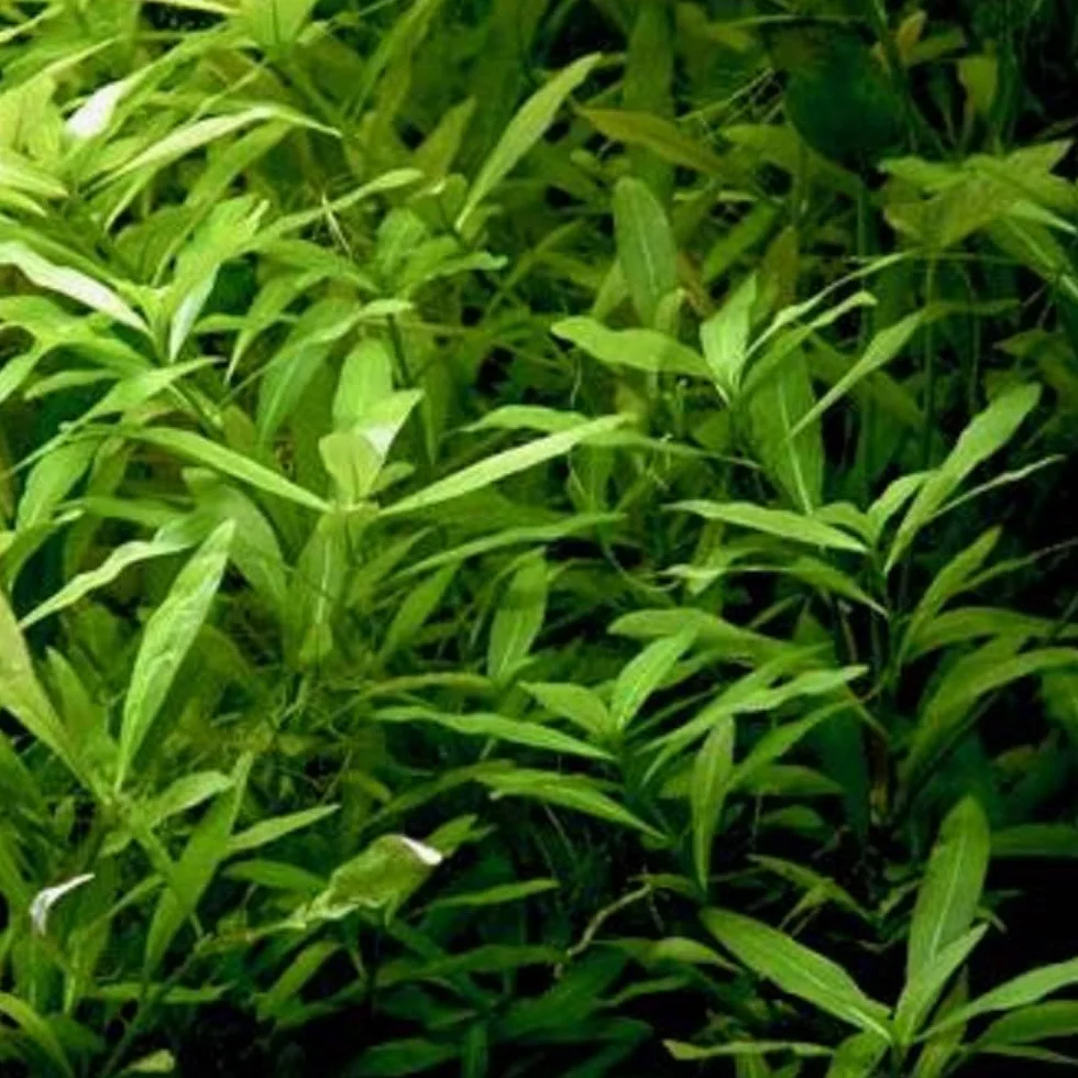 Hygrophila polysperma roślina akwariowa zielona