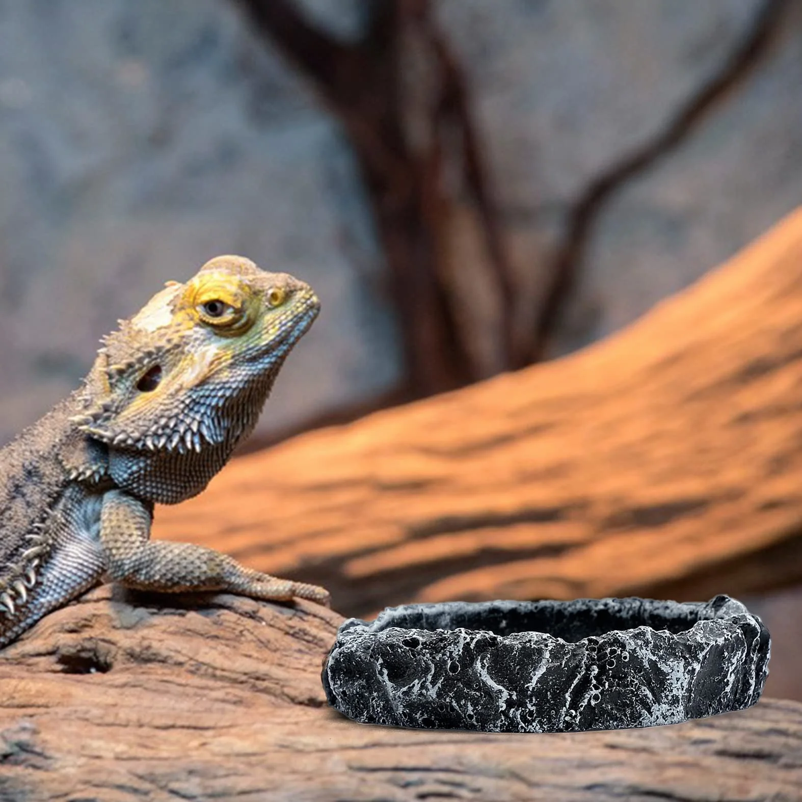 Bols à Eau pour Reptiles, Mangeoire Tortue, Bac Résine Gecko Lézard