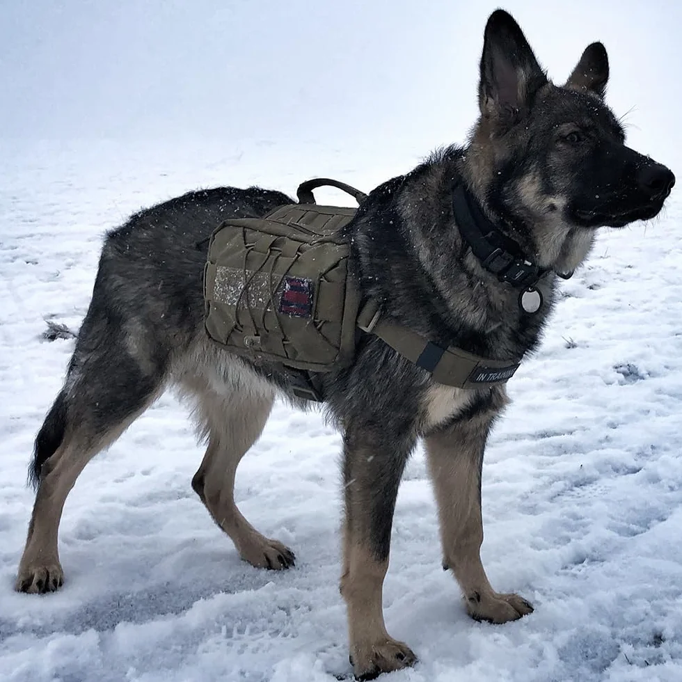 EXCELLENT ELITE SPANKER Sac à Dos pour Chien Hound Sac à Dos de Selle Voyage Camping Randonnée Chiens Moyenne Grande Taille 2 Poches latérales BLK-L