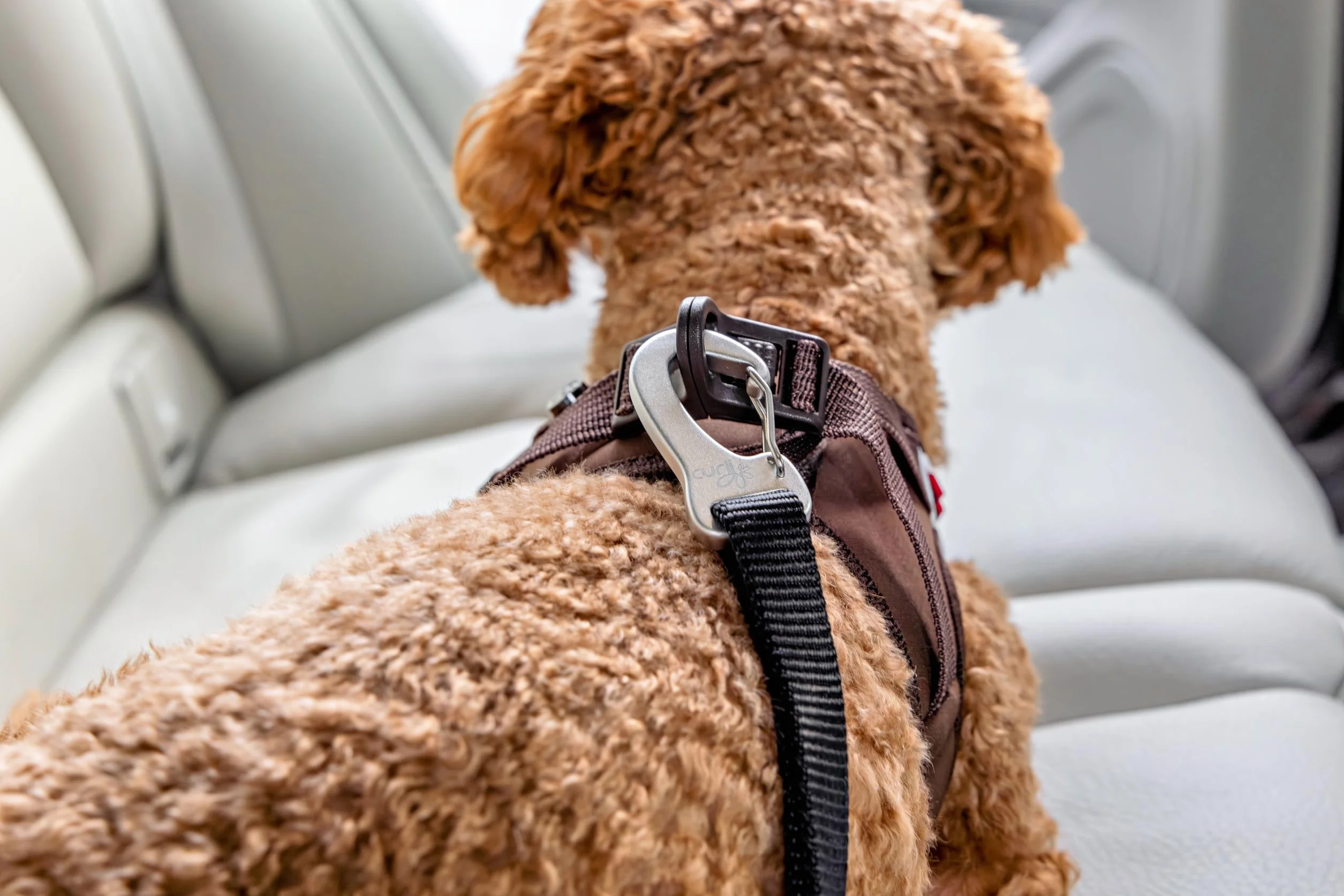 Car Safety Belt V2 L