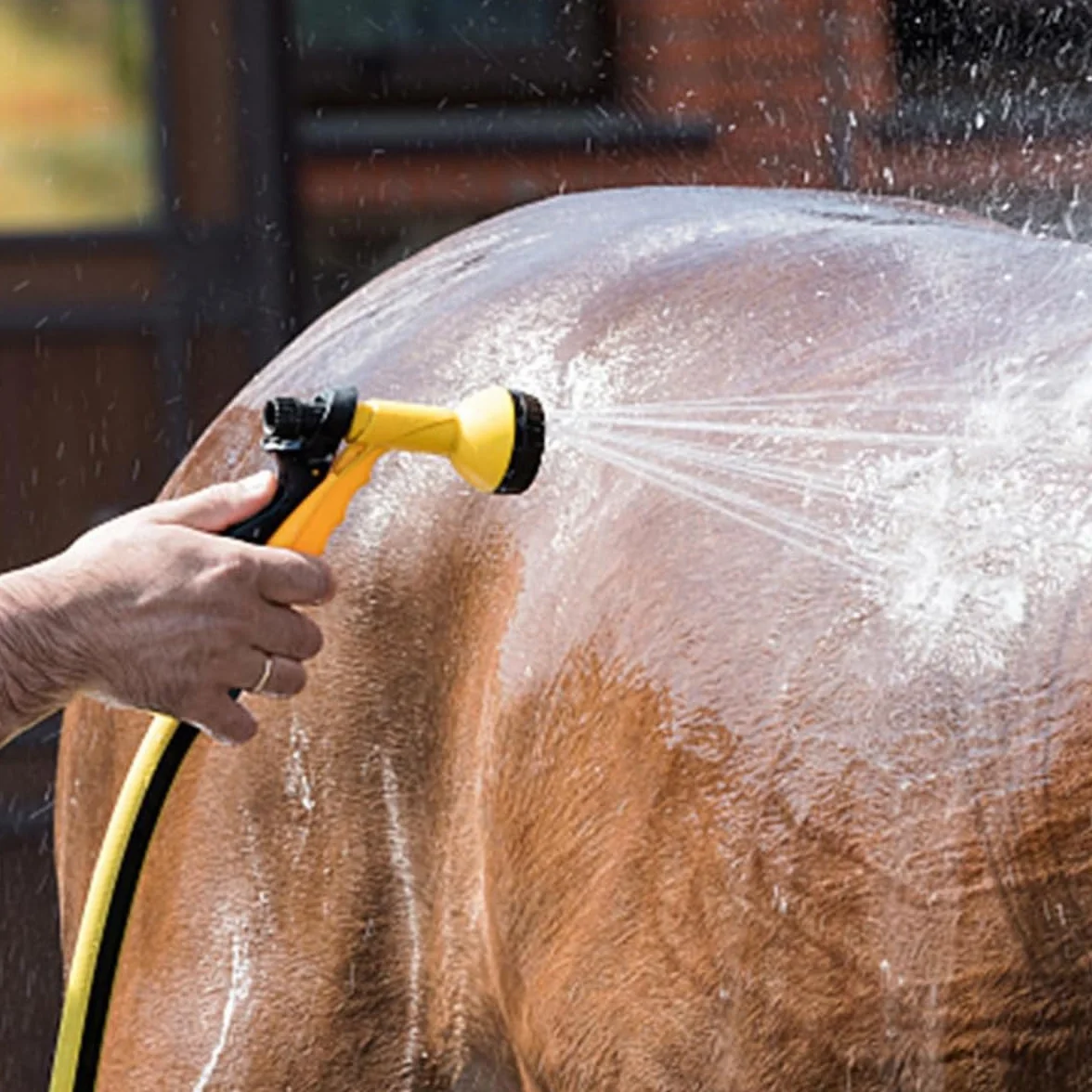 Lot de 6 éponges de toilettage pour chevaux - Nettoyage et épilation du pelage - Éponge noire pour le bain
