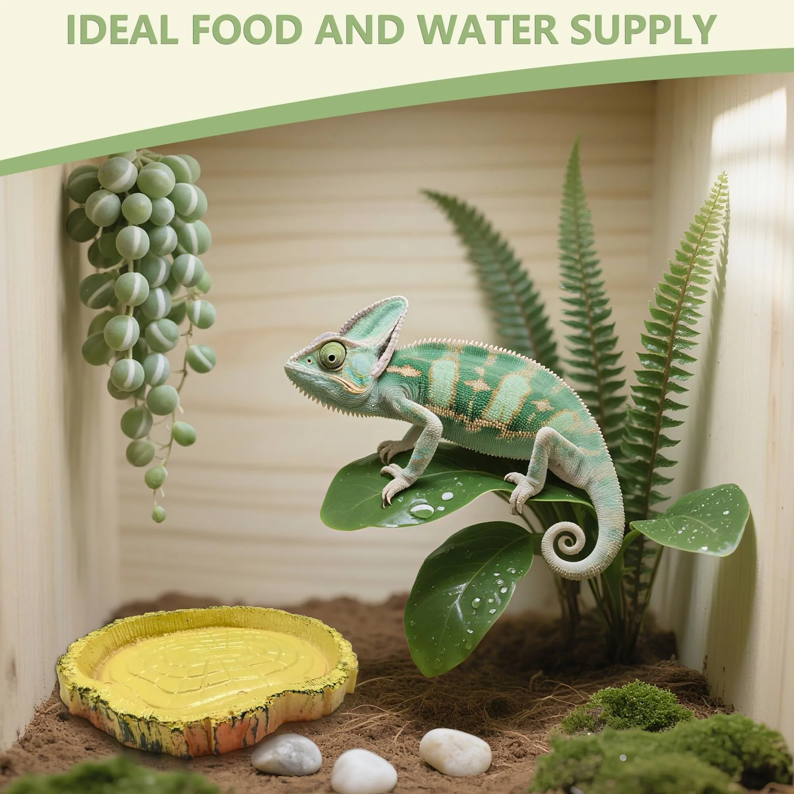 Bol d'eau Terrarium Accessoire, Gamelle Tortue Terrestre, Mangeoire Portable pour Reptiles 11x8x1cm Jaune