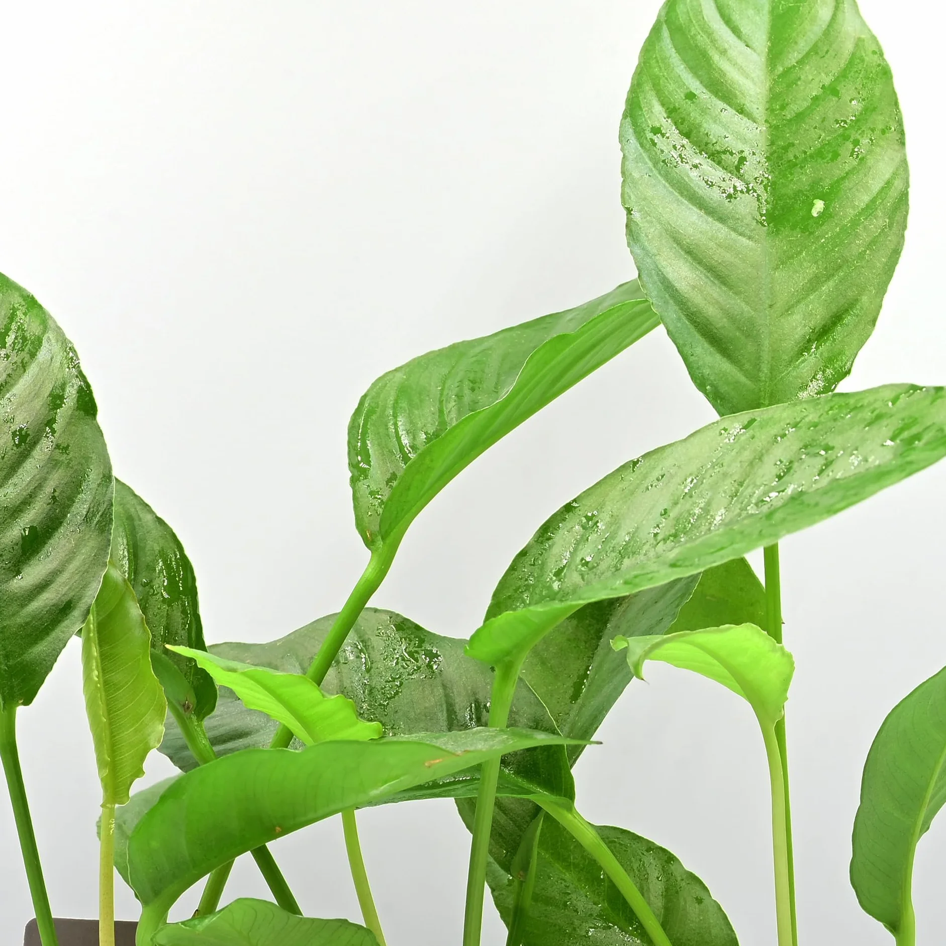 Anubias Heterophylla Set de 3 Plantes d'Aquarium Vivante Eau Douce