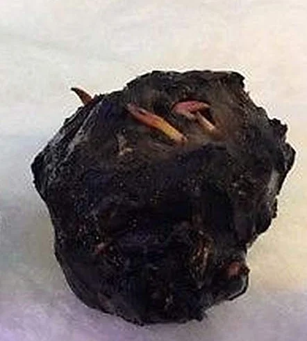 Nymphaea Lotus Zenkeri Tigre Rouge Plante à bulbe vivante pour aquarium tropicale