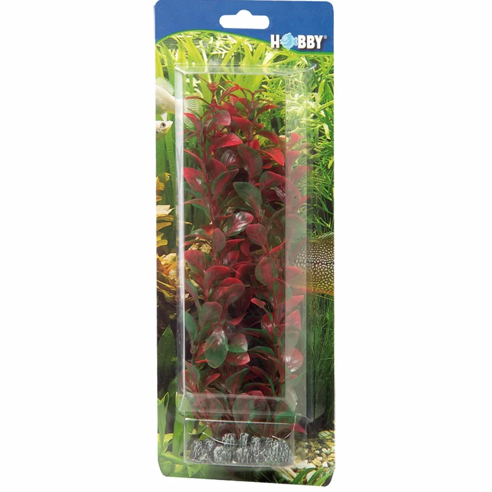 PLANTE LUDWIGIA 25 cm HOBBY