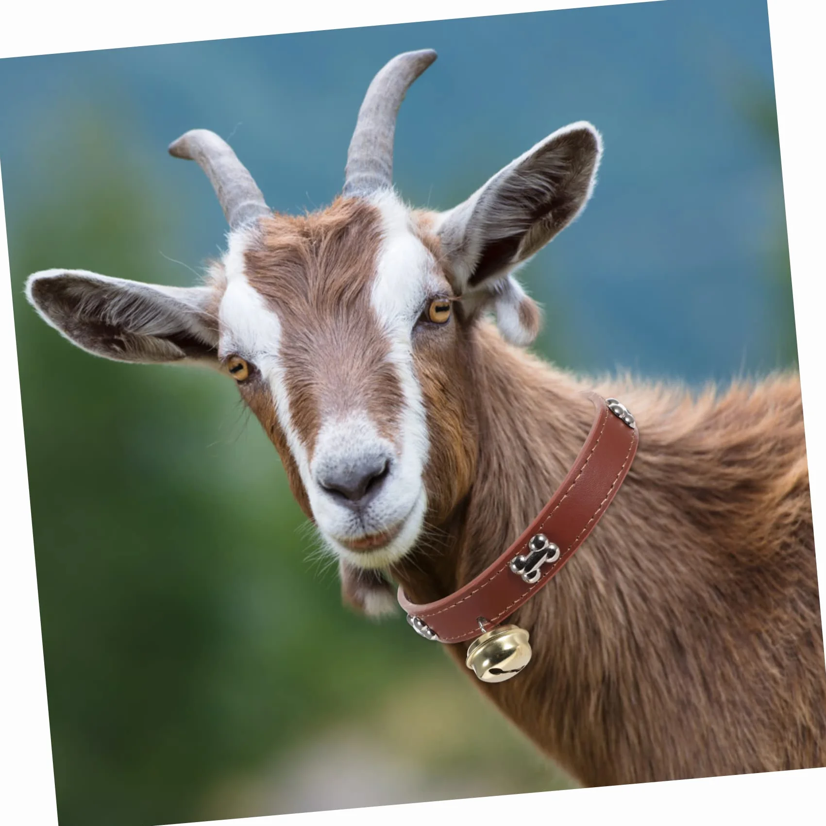 4pièces Collier Réglable pour Animaux avec Cloche Lot de Colliers Colorés pour Moutons Chèvres Et Veaux Accessoires De Bétail Adorables Et Pratiques