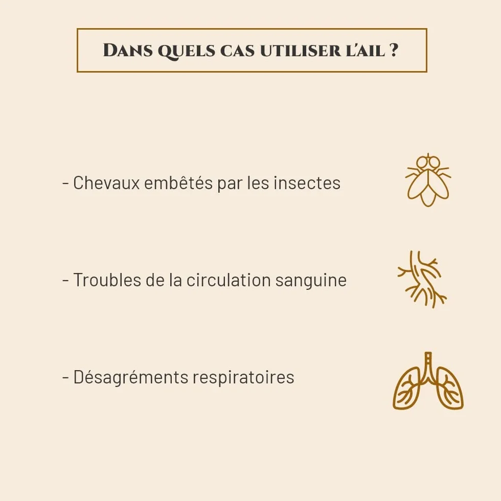 AIL - Complément nutritionnel Cheval - Seau 1 kg - Répulsif Contre Les Insectes - Circulation Sanguine - Soutien de la Respiration - Marque Française