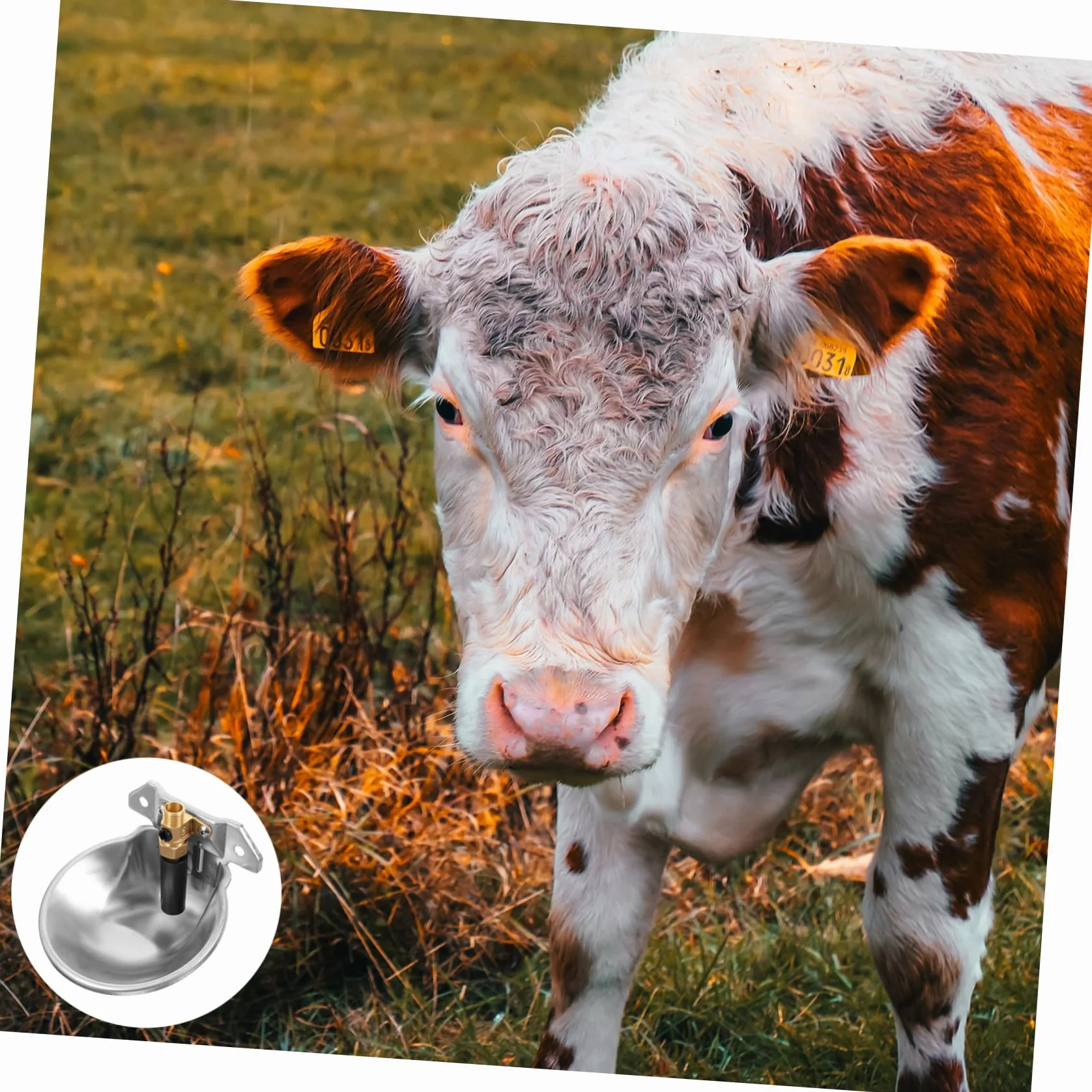 Abreuvoir Automatique Inox Bol Eau Anti-éclaboussures pour Bovins Ovins Régulateur Niveau Constant
