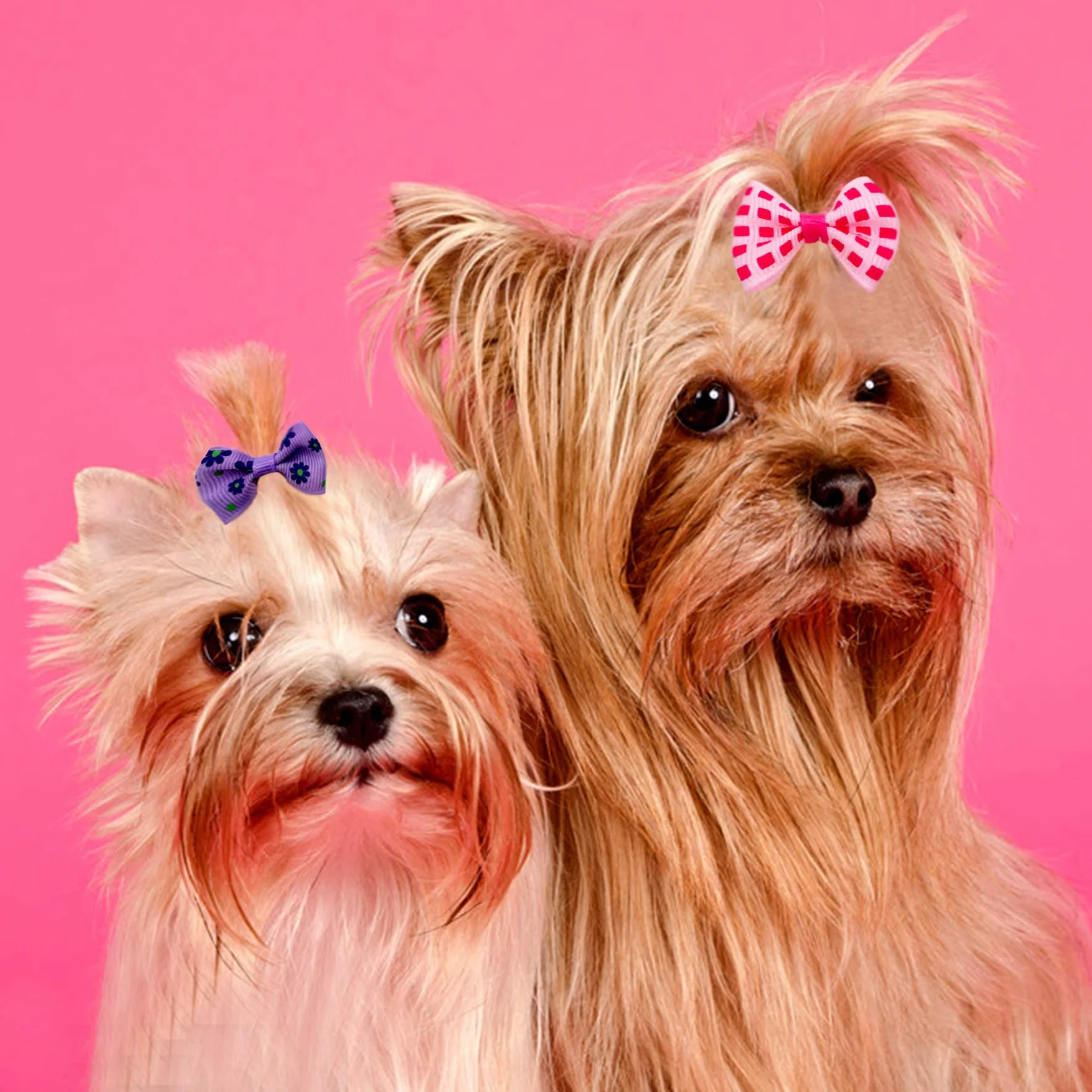 Nœuds pour poils de petit chien avec élastiques en caoutchouc - Accessoires de toilettage pour poils longs