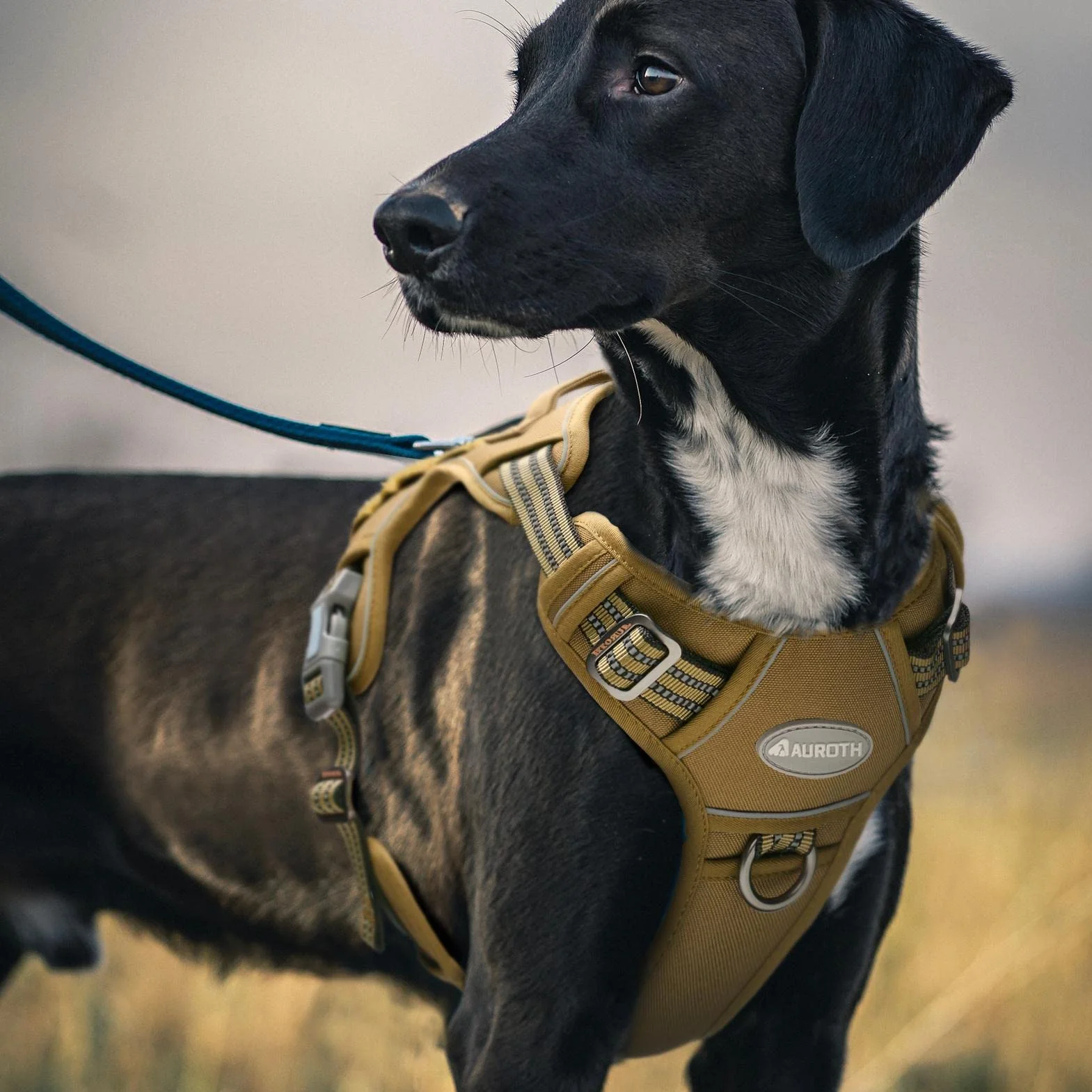 Harnais de Chien Anti Traction Tactique Respirant Réglable Taille L Brun Vert