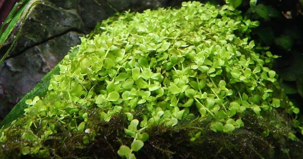AquaOne Micranthemum tweediei Monte Carlo Plante d'aquarium Couvre-sol enracinée