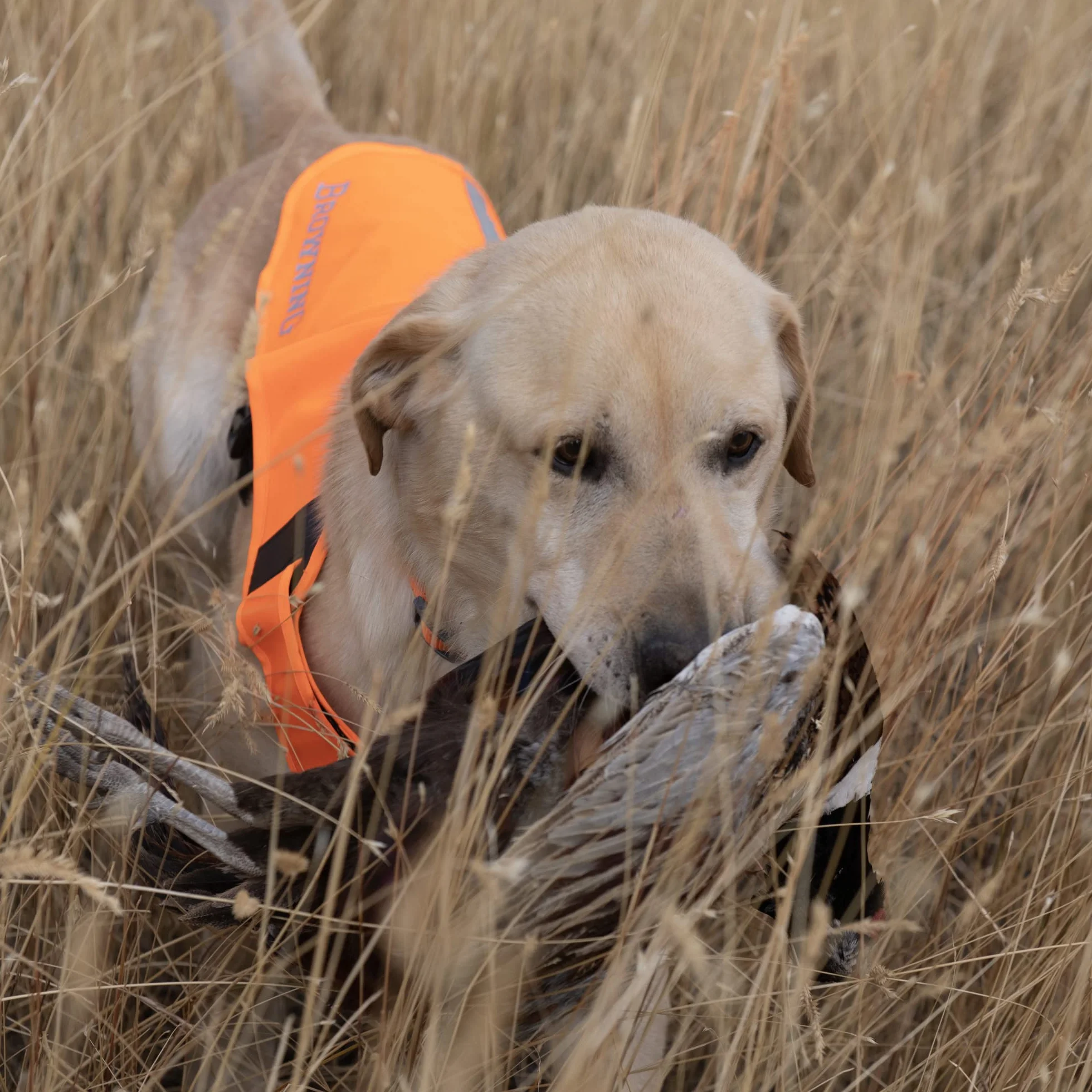 Browning Gilets de sécurité Haute visibilité pour Chiens Orange Taille L Couverture réglable