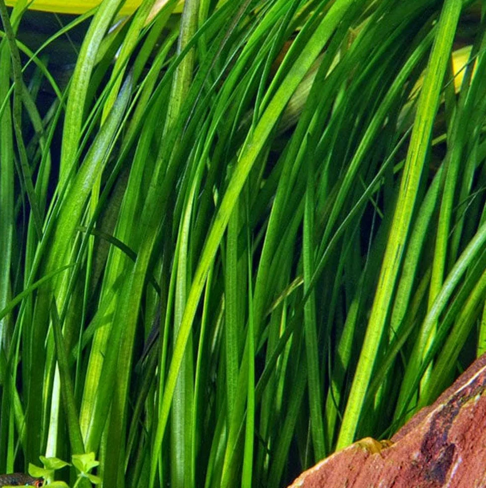 Lot de 5 Vallisneria Spiralis Plantes Aquarium