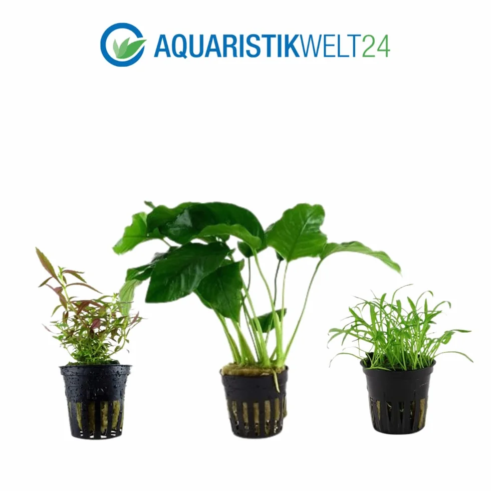 Lot de 5 plantes d'aquarium AquaOne Bacopa Lilaeopsis Alternanthera Limnophila Anubias pour débutants