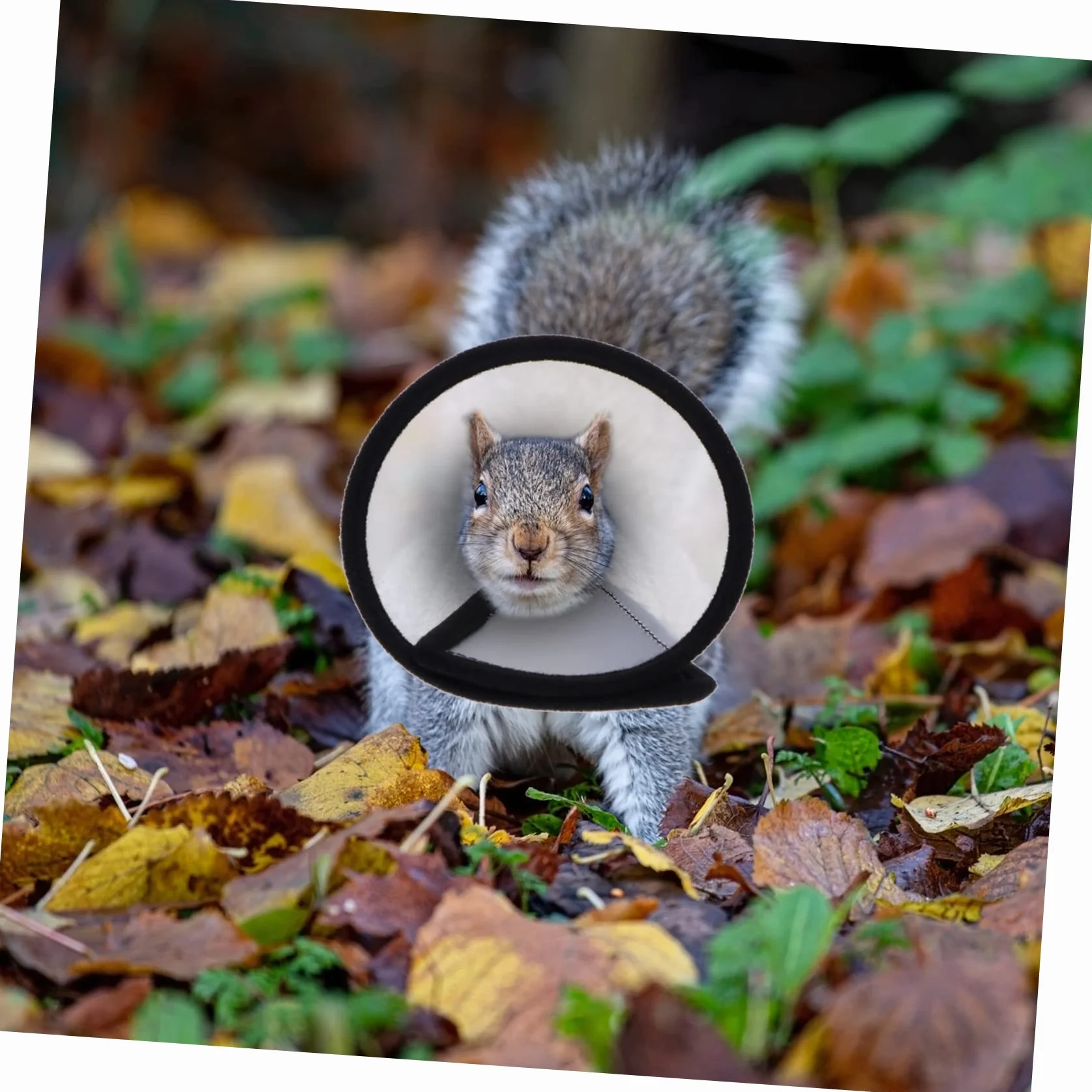 minkissy Lot De 2 Colliers Anti-picage pour Hamster Protection Anti Léchage, Tour De Cou en Matériau Léger, Taille Unique, Accessoires pour Soins Et Récupération des Petits Animaux
