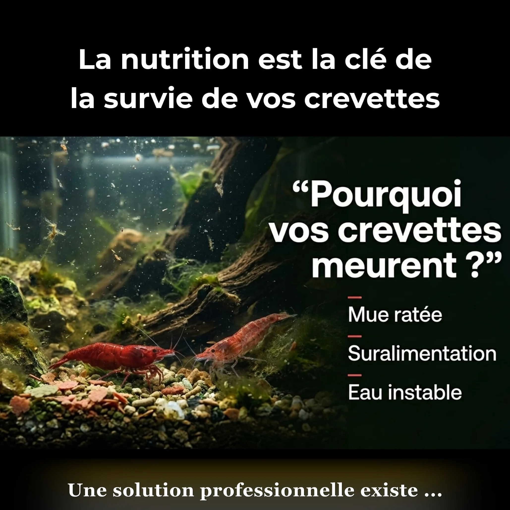 NEOTROPIC Pure Shrimp Pro Formula Nourriture Crevettes Aquarium Micro-granulés 60g