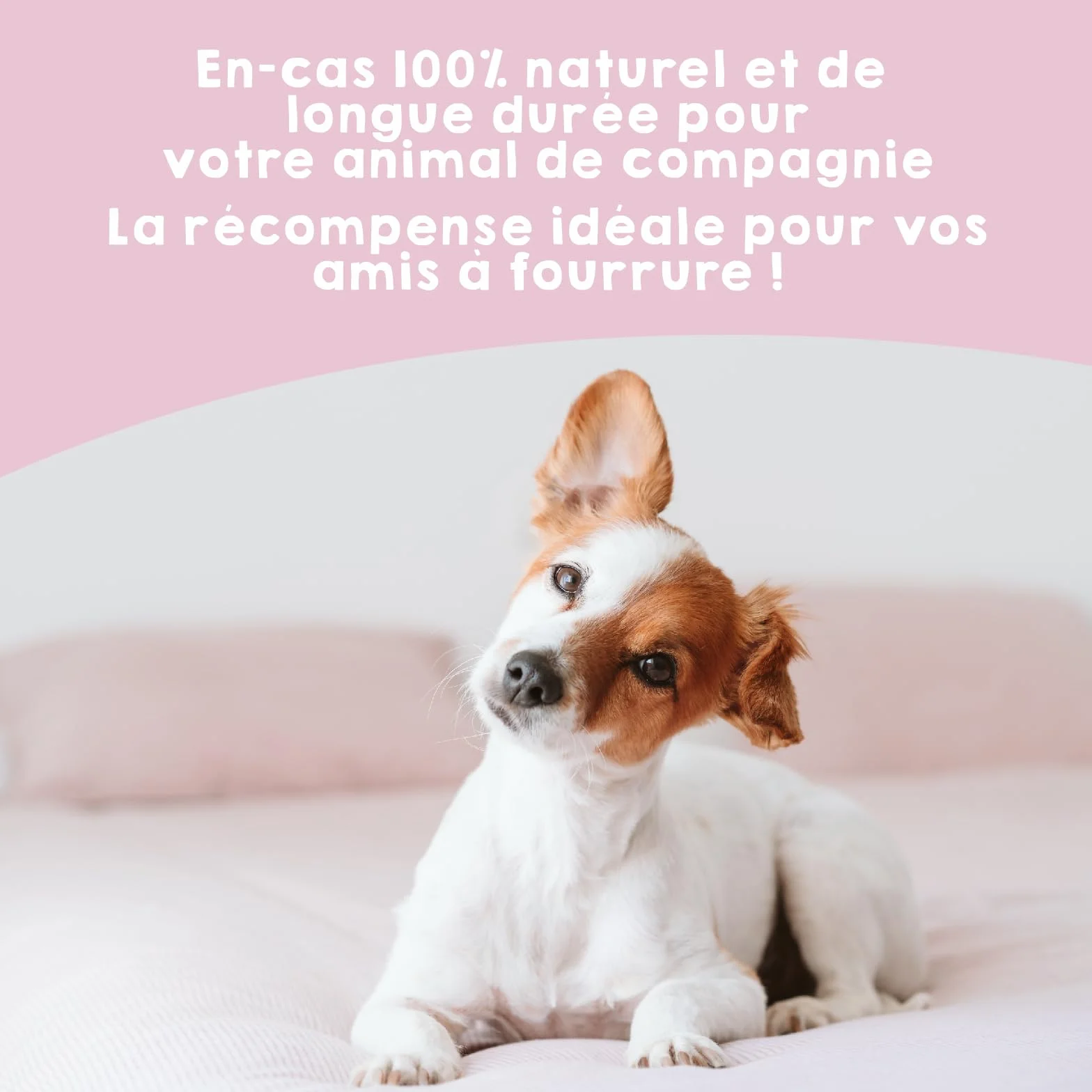 MAIKAI Lot Oreilles de Porc Séchées - Friandises Naturelles à Mâcher pour Chiens Riche en Protéines + sans Additifs Complément Alimentaire Idéal Barf