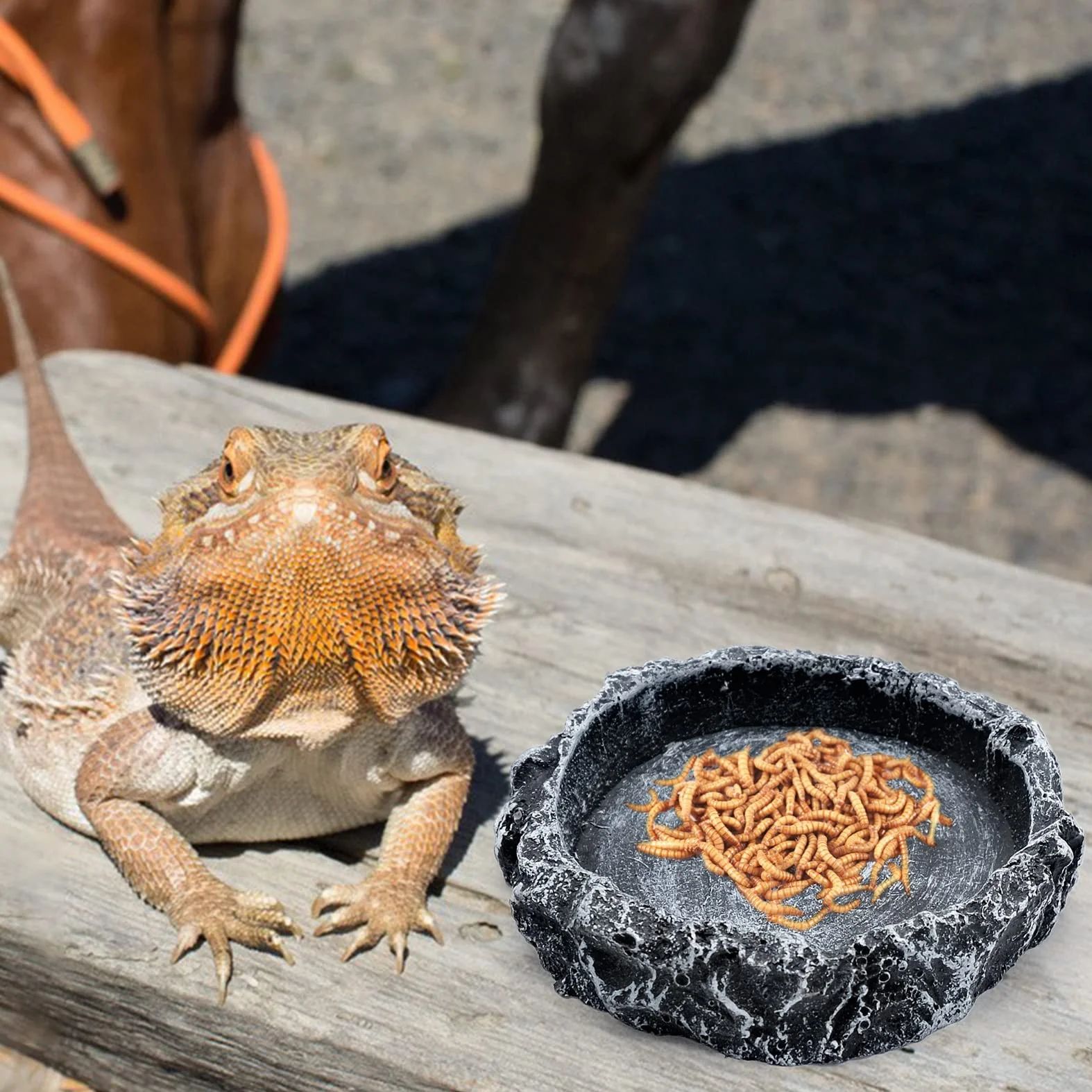 Bols à Eau pour Reptiles, Mangeoire Tortue, Bac Résine Gecko Lézard