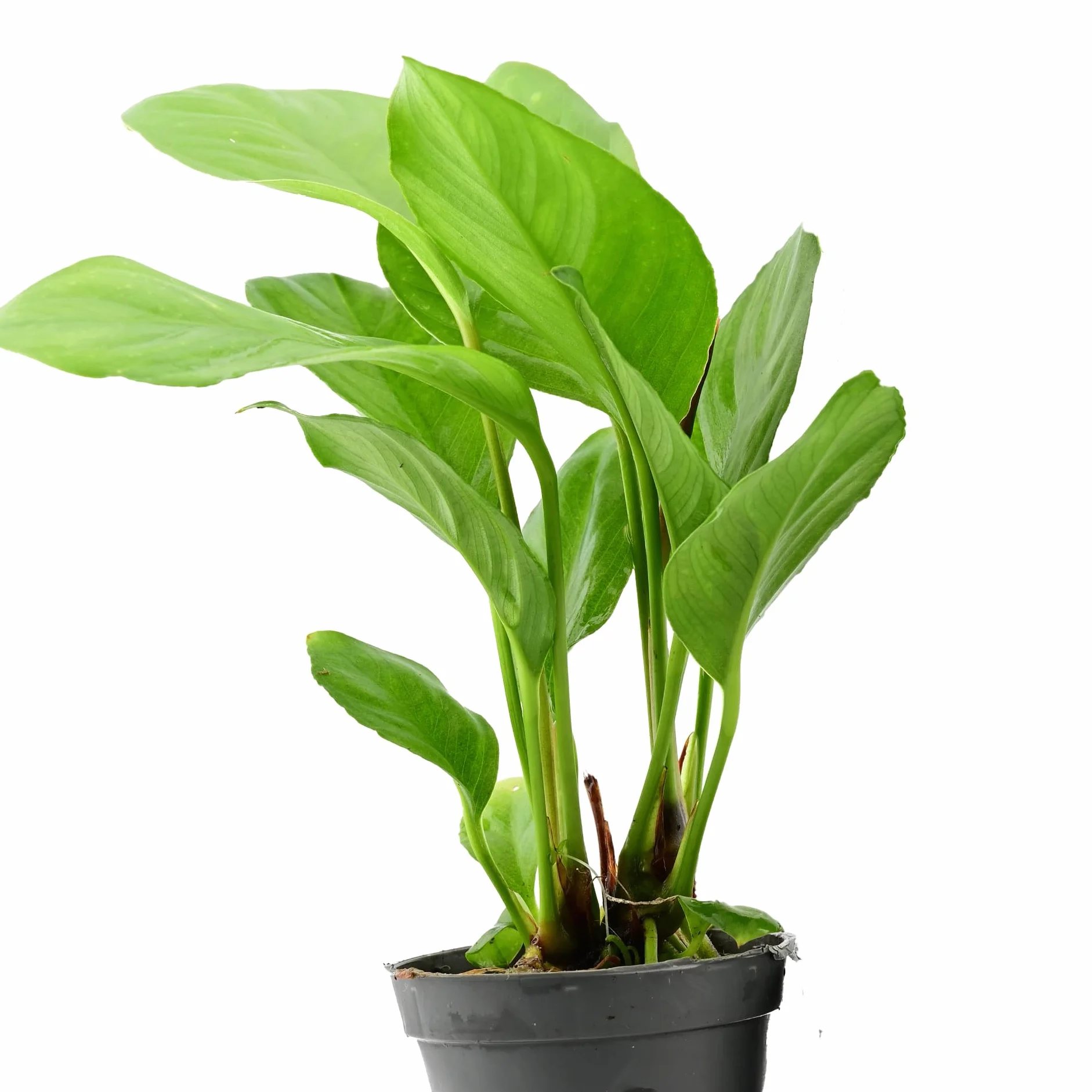 Anubias Heterophylla Set de 3 Plantes d'Aquarium Vivante Eau Douce