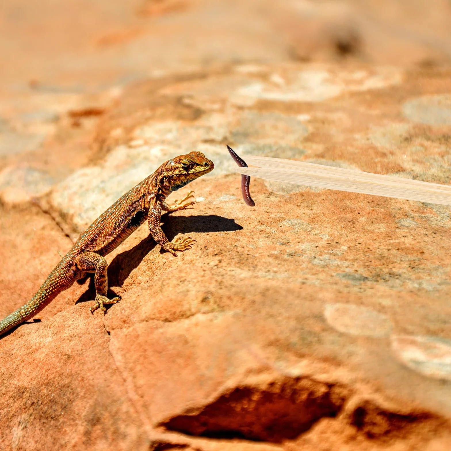 Pince Bambou pour Nourrir Reptiles - Outil Alimentation Sécurisée pour Lézards Serpents Tortues