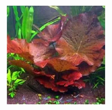 Lotus tiger red nenuphar plante aquarium